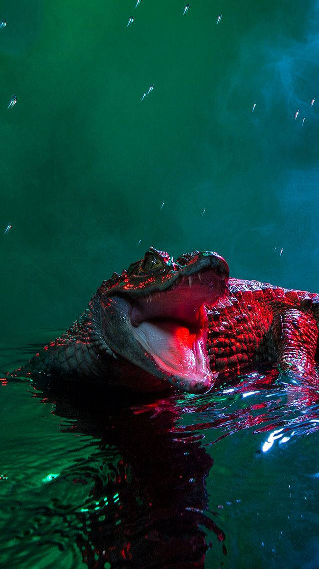 Caiman With Mouth Wide Open