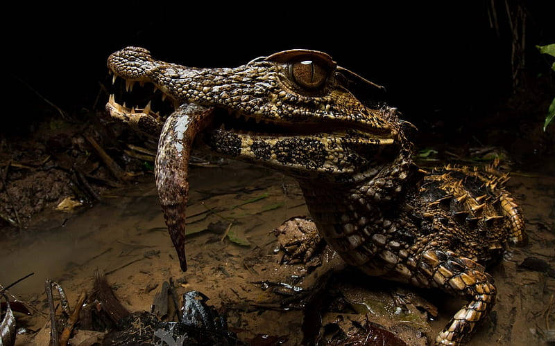 Caiman With Prey On Mouth