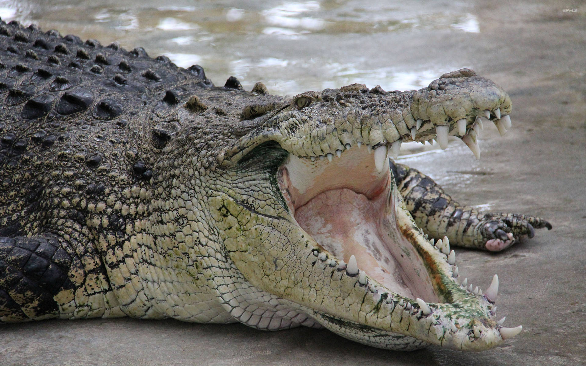 Caiman With Wide Open Mouth Background