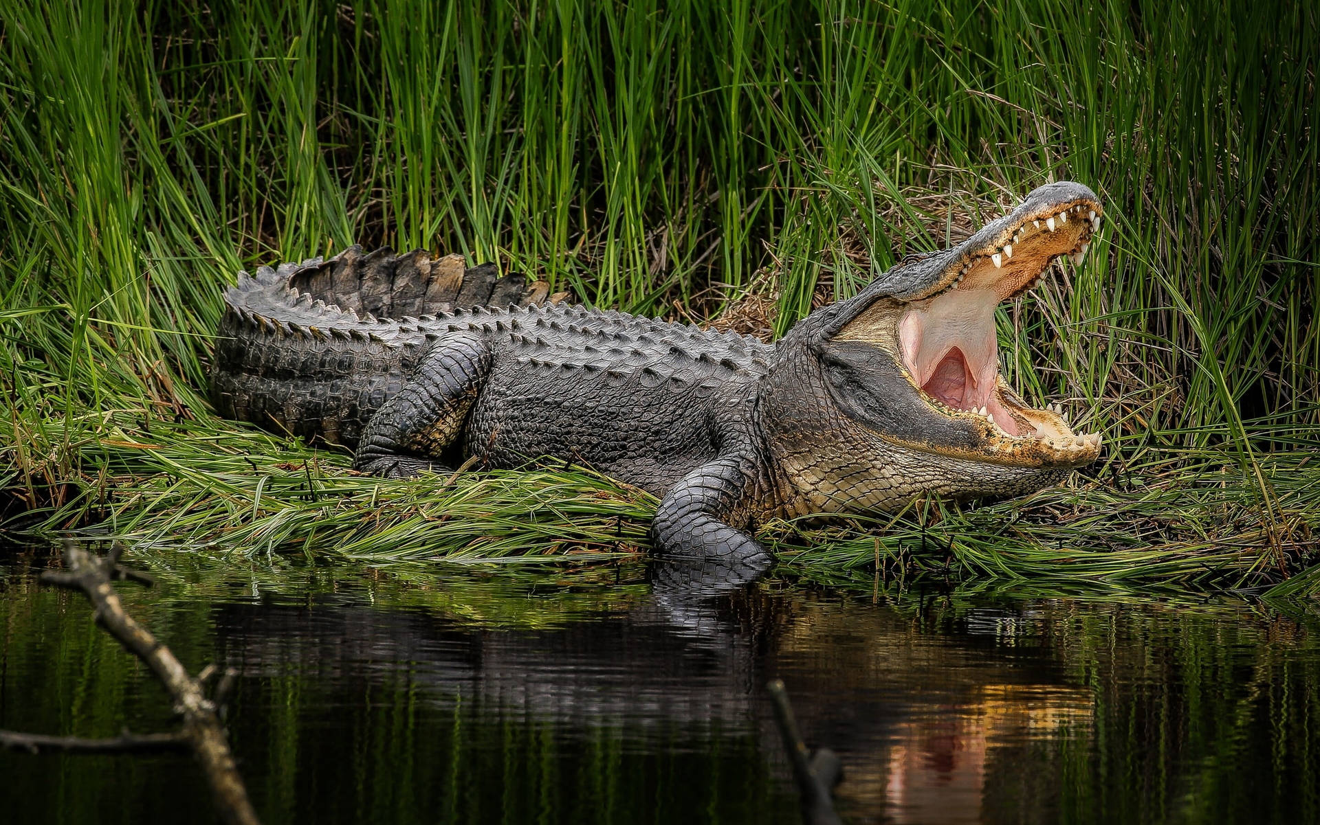 Caiman With Wide Open Mouth Background