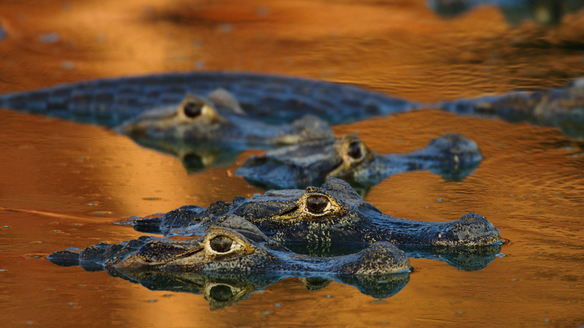 Caimans Peeking Out Of Water Background