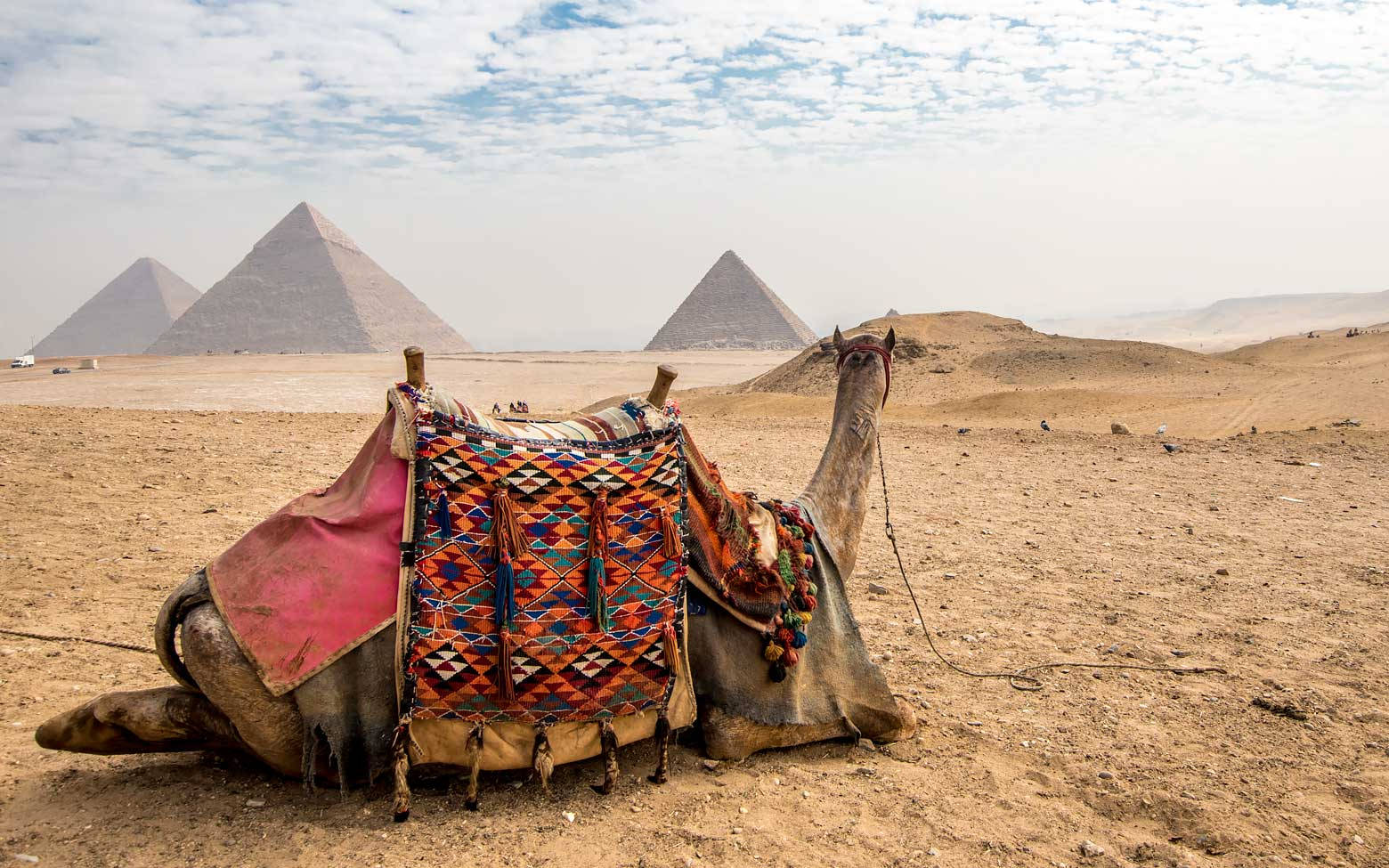 Cairo’s Egyptian Pyramid With A Camel Background