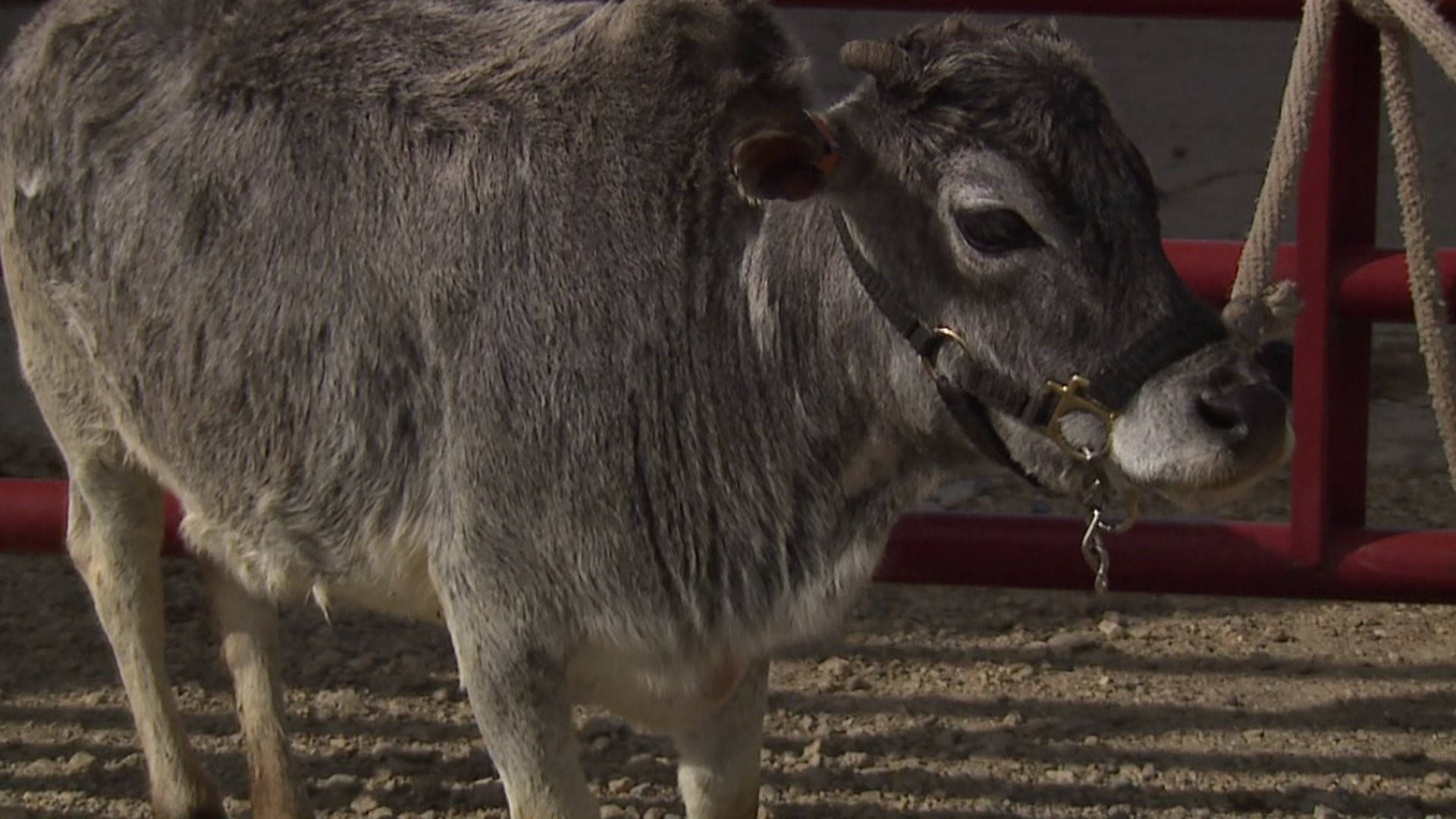 Calf Gezerat Zebu Cattle