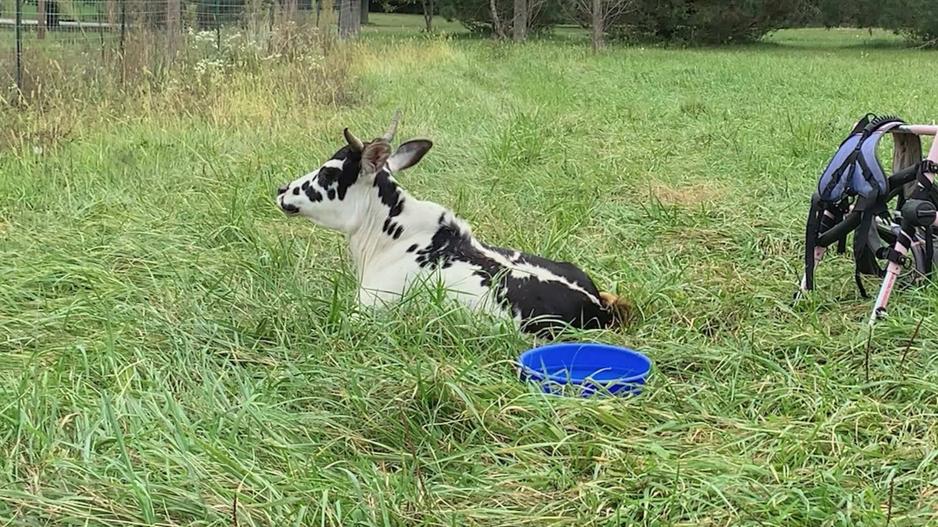 Calf Nelore Zebu Cattle