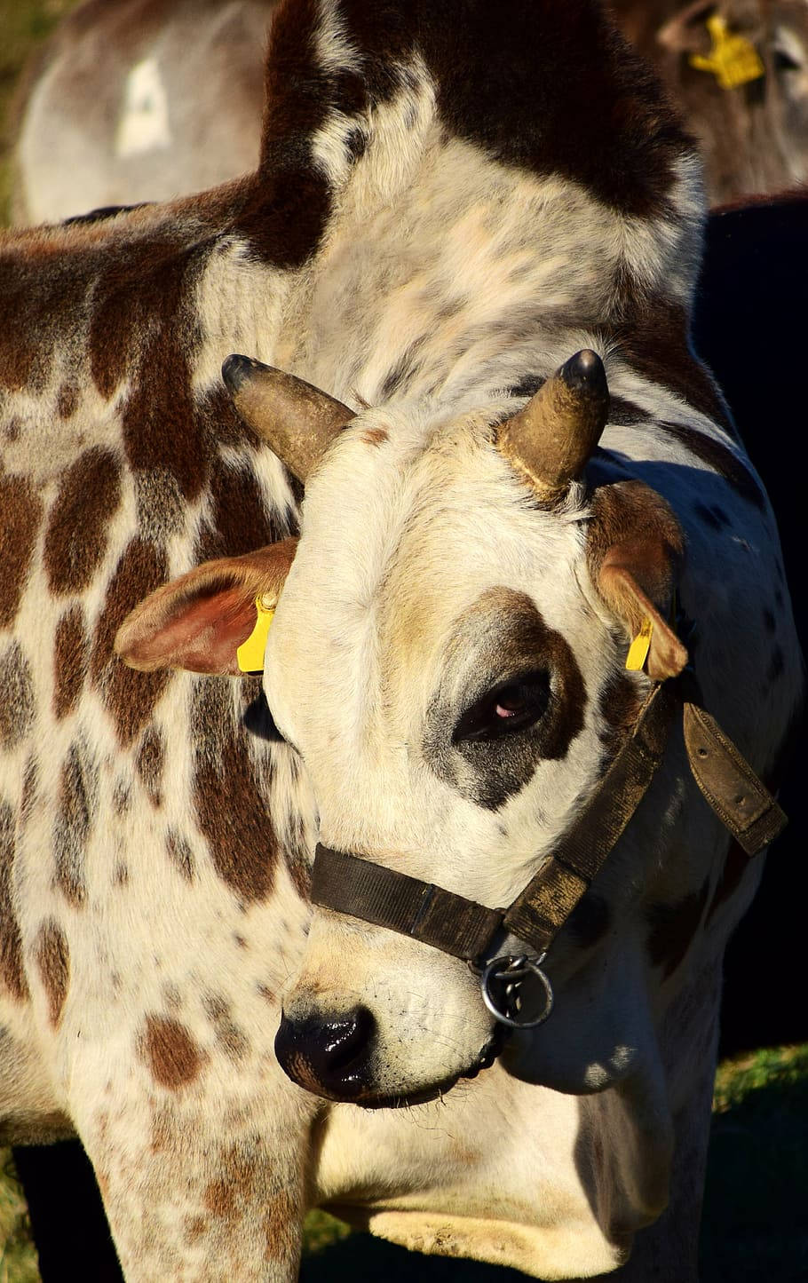 Calf Pintado Zebu Cow