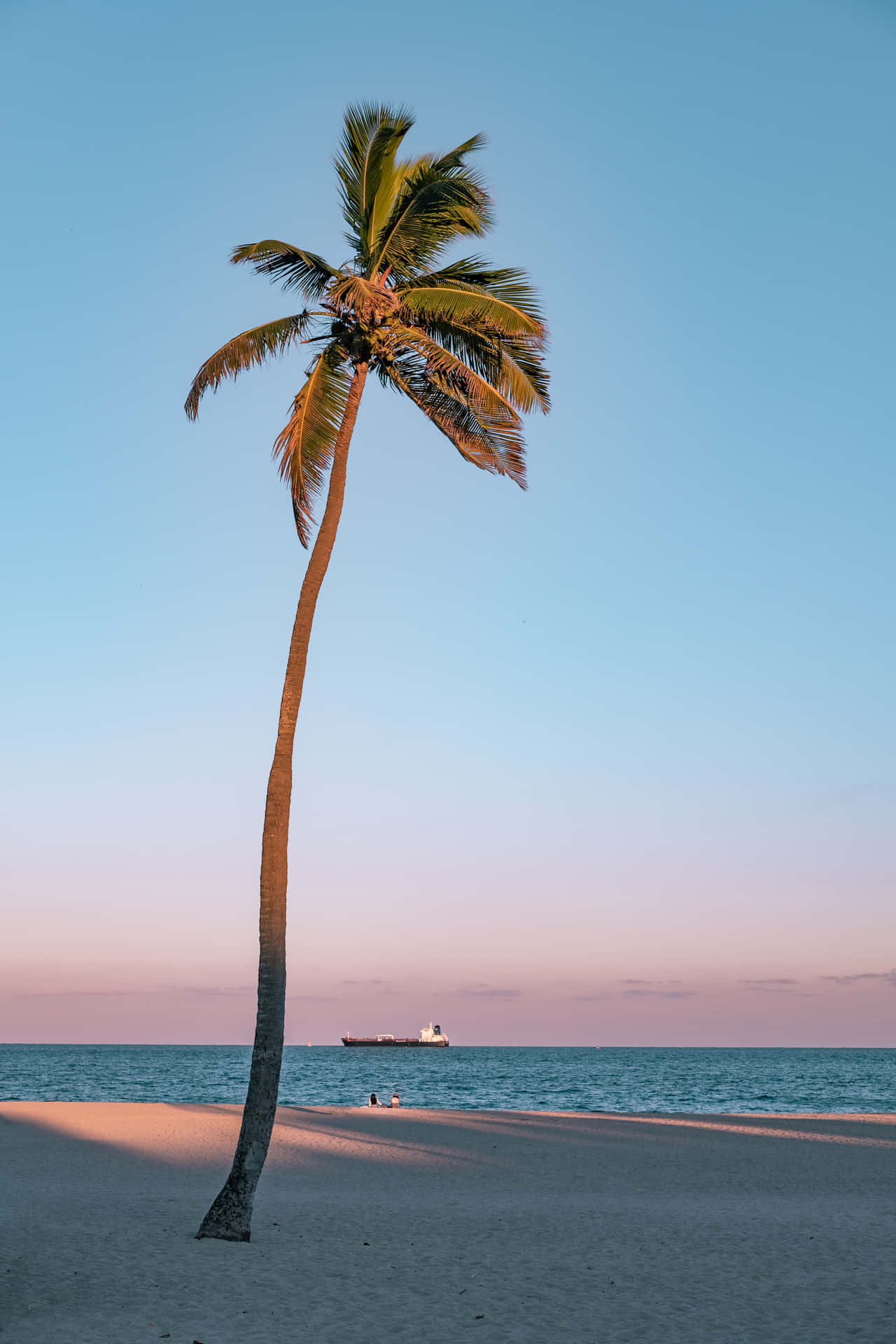 California Aesthetic Palm Tree Background