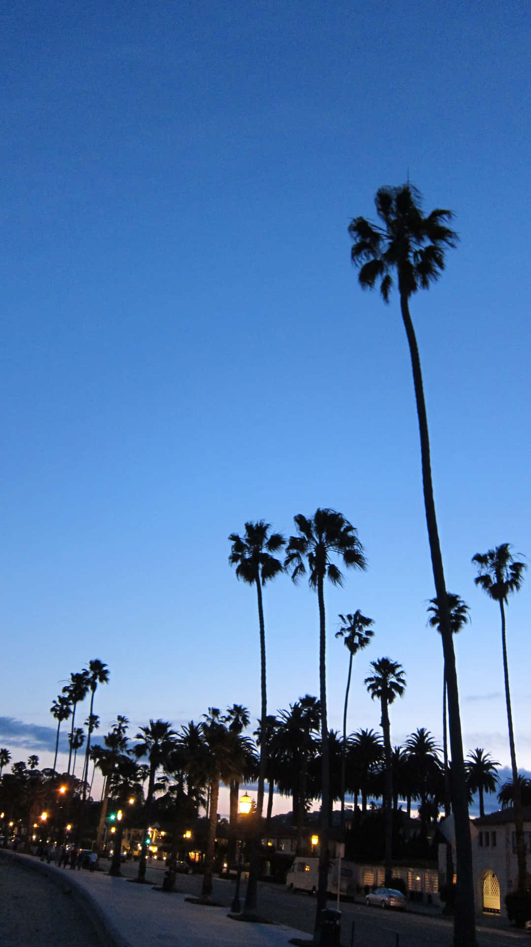 California Aesthetic Tall Palm Trees Background