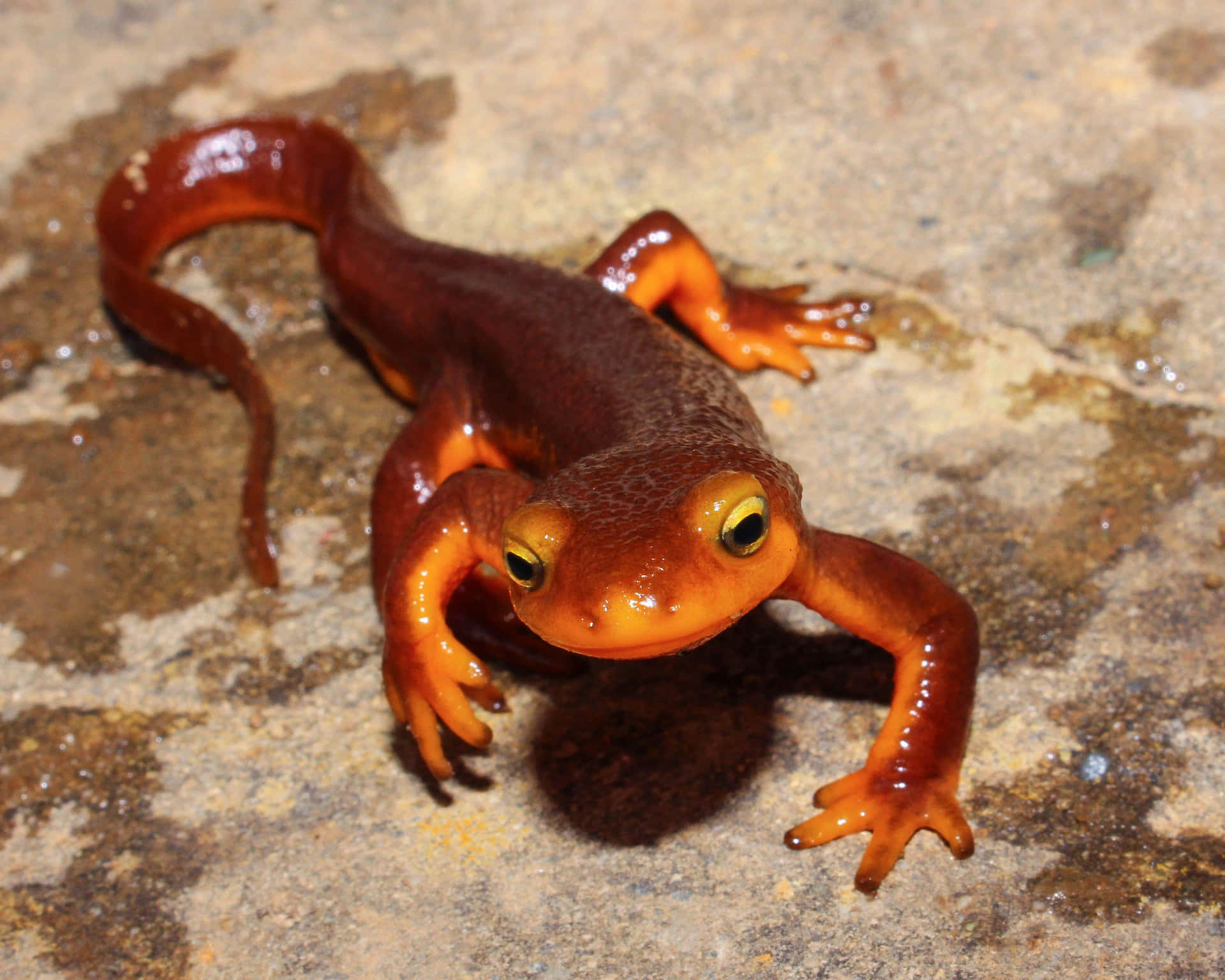 California Newt On Rocky Surface.jpg