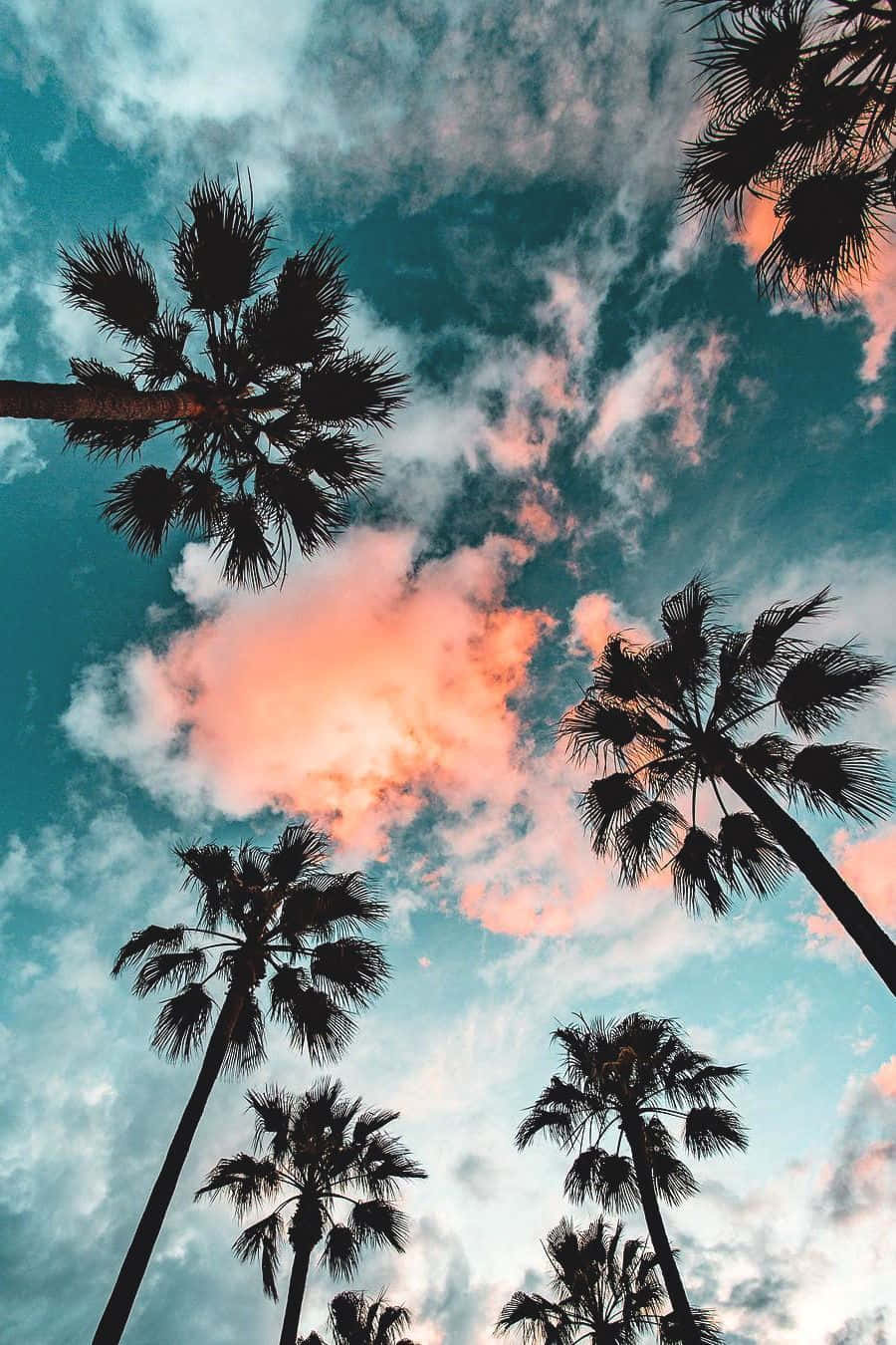 California Palm Trees Pattern Iphone Background