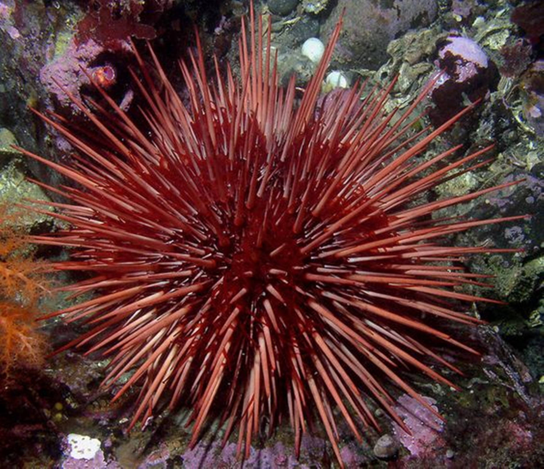 California Red Sea Urchin Long Spines Background