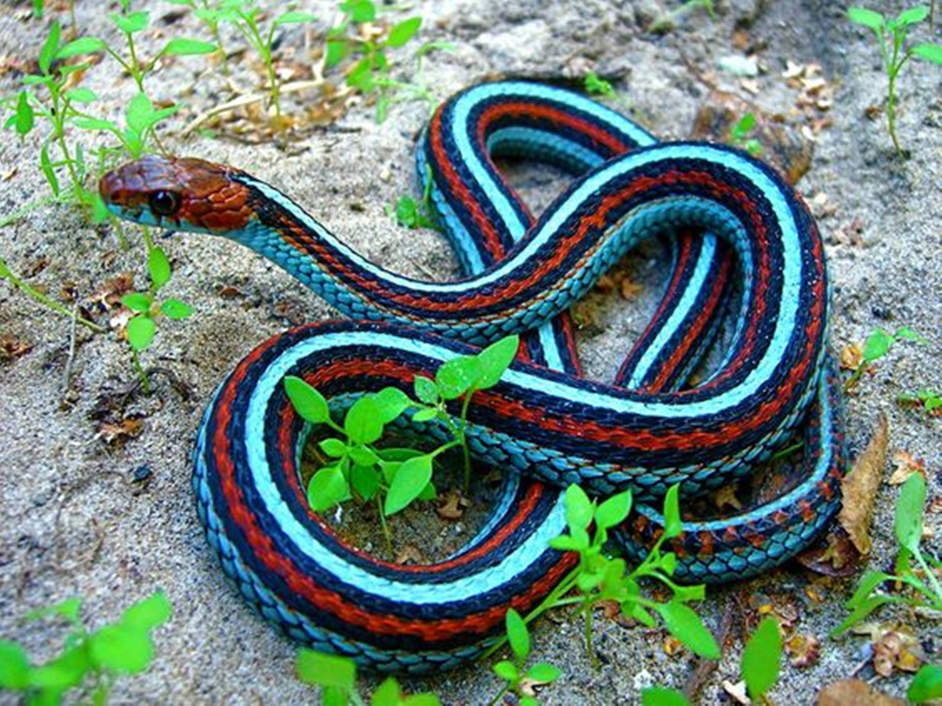 California Red-sided Garter Snake