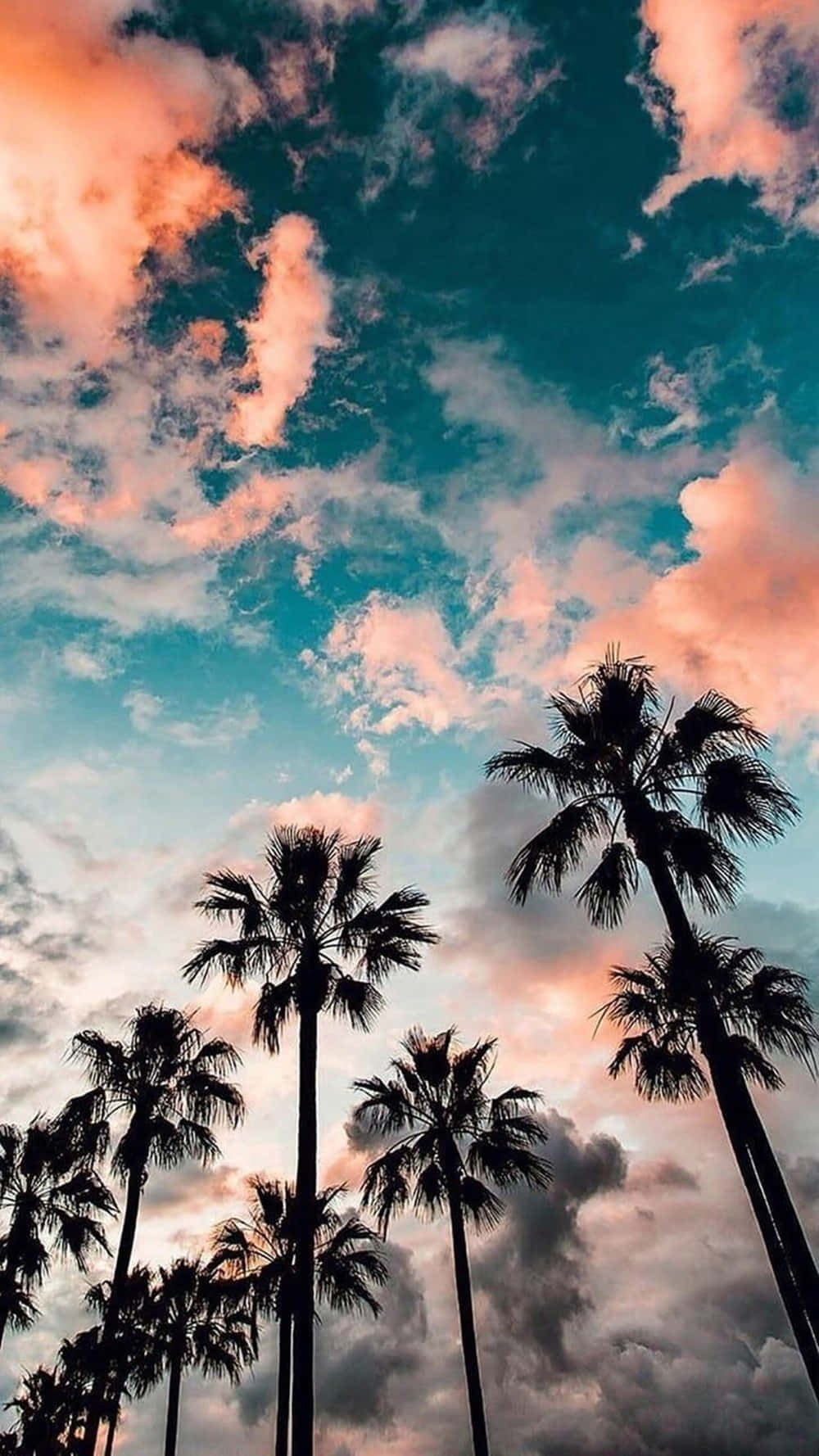 California Silhouetted Palm Trees Iphone Background