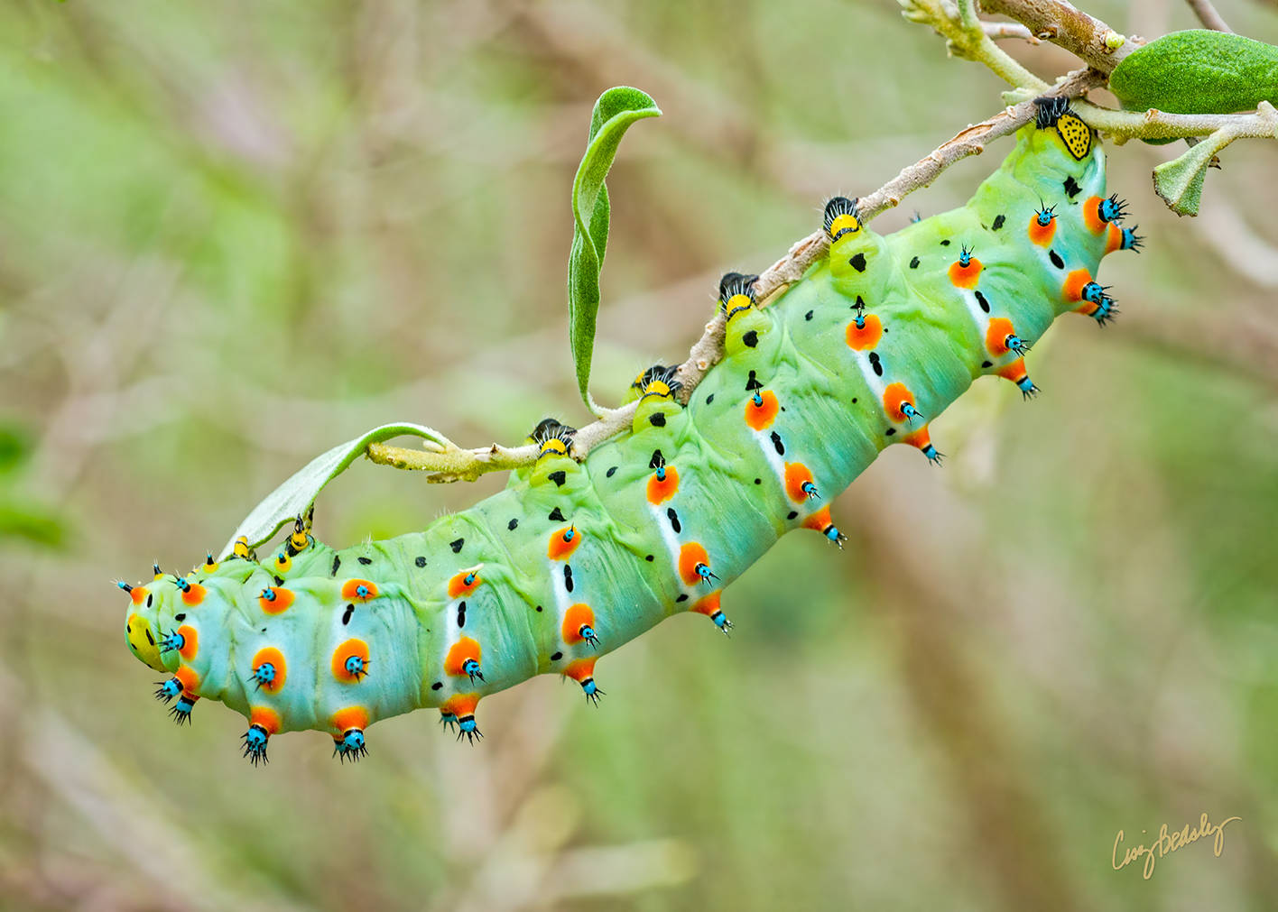 Calleta Silkmoth Catterpillar Green Nature Background