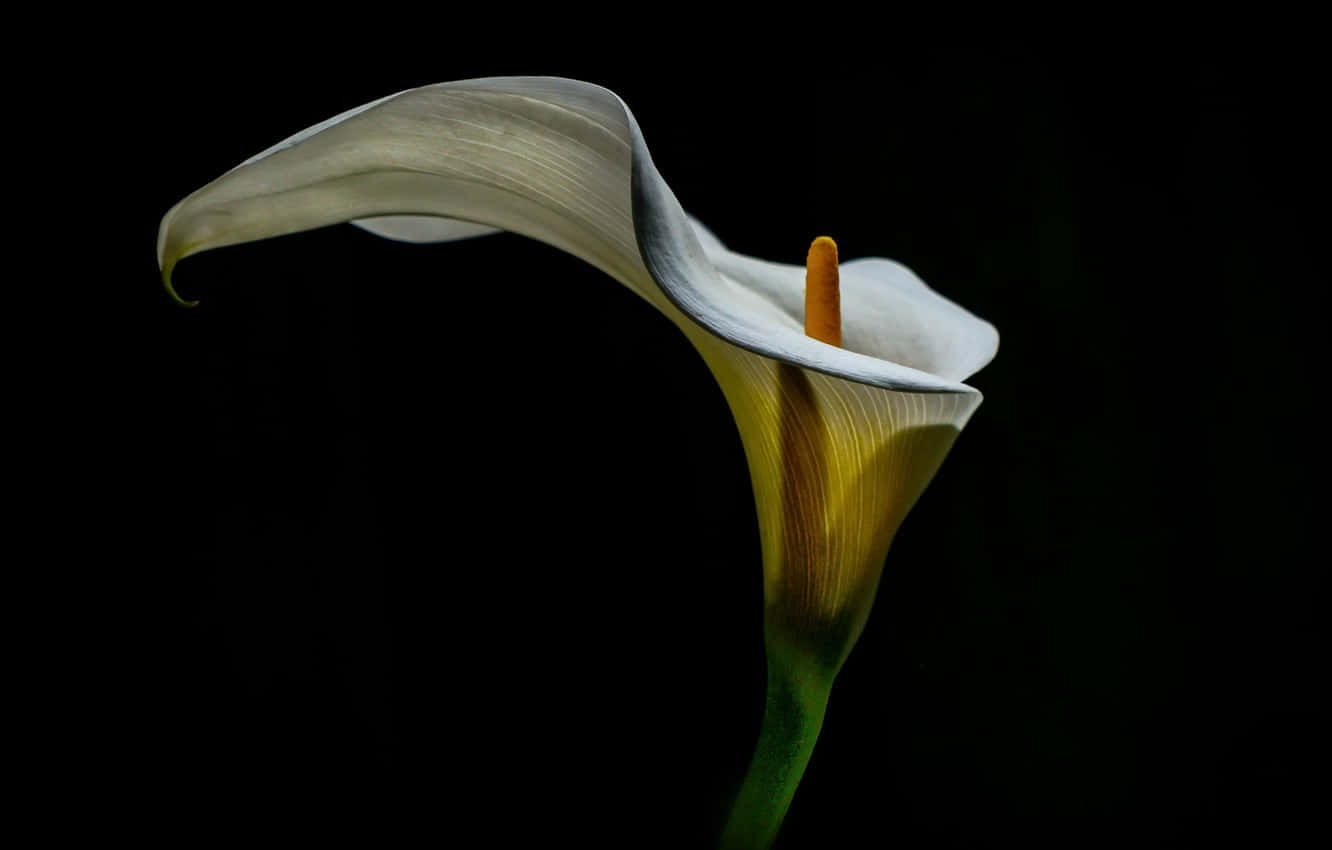 Callia Lily Black Setting Background