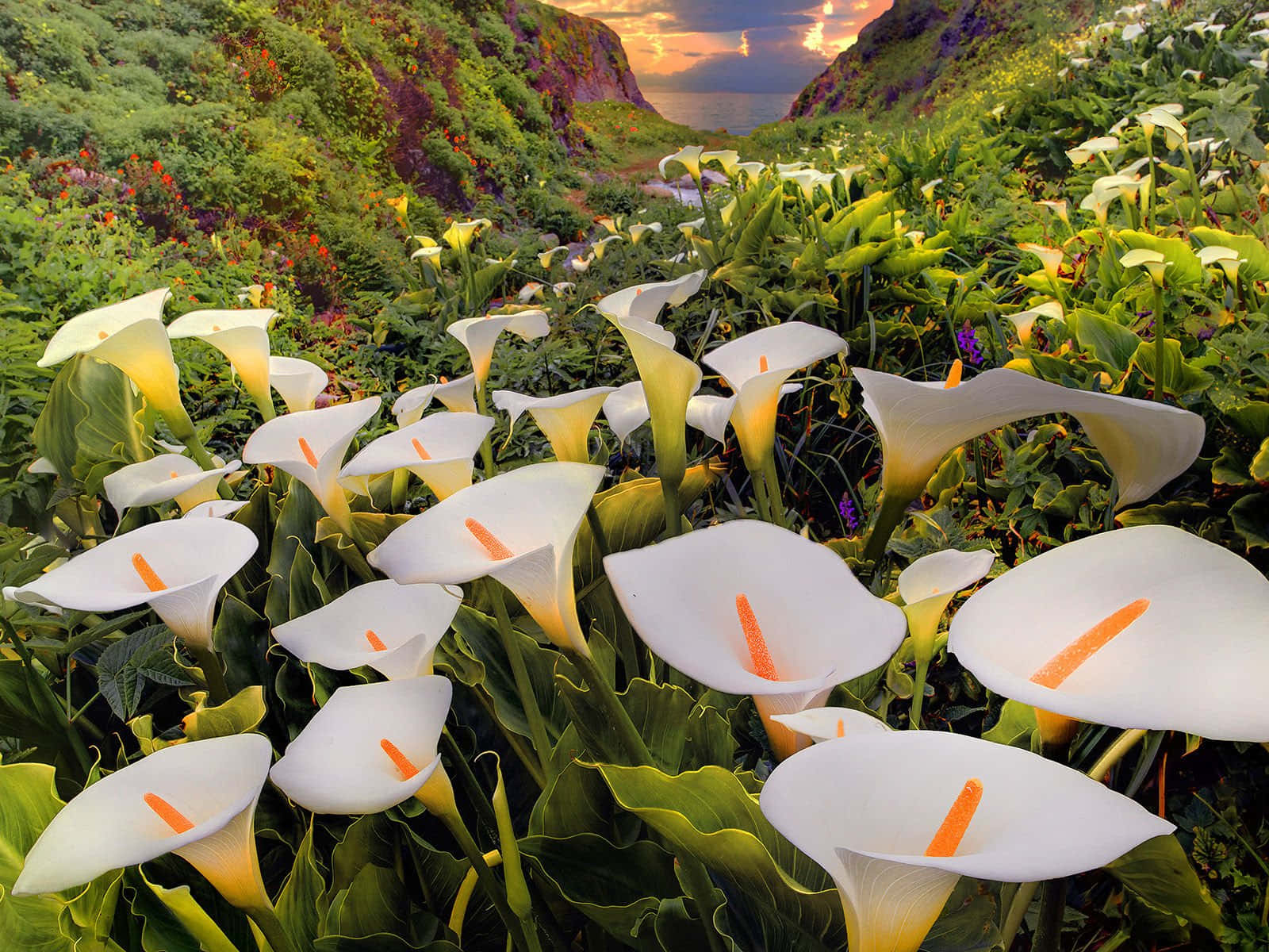 Callia Lily Field Background