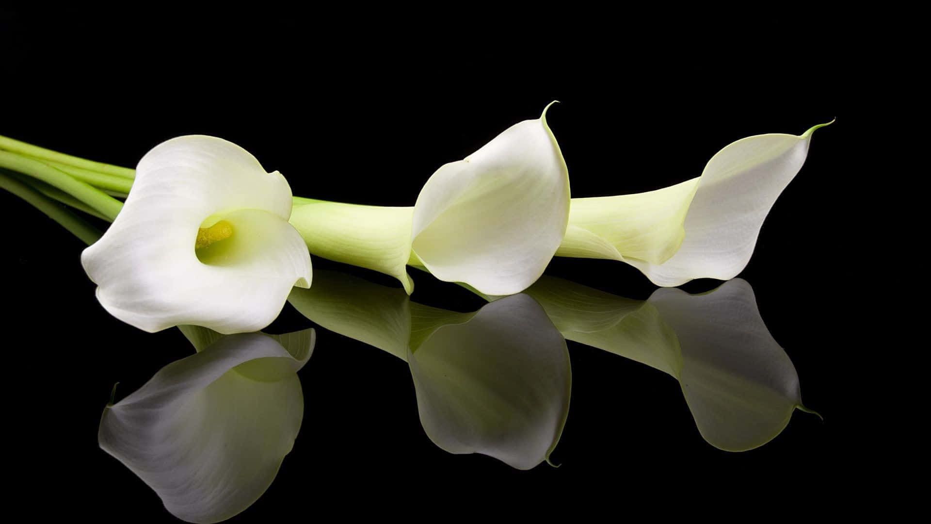 Callia Lily Flowers Background