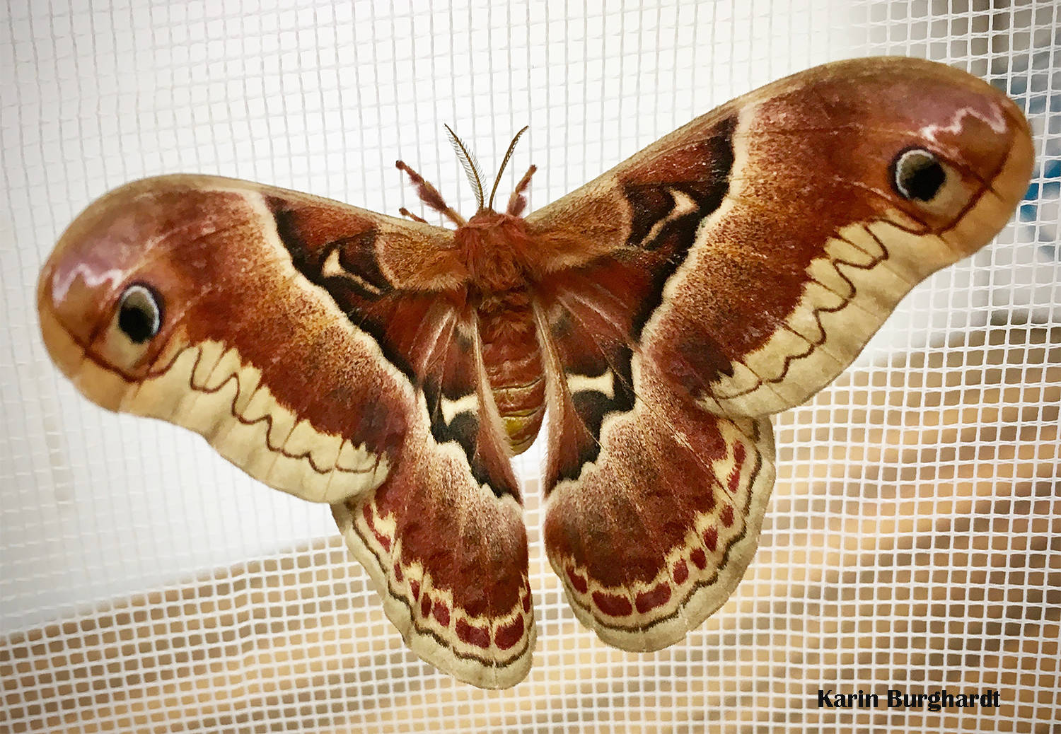 Callosamia Promethea Silkmoth Summer Insect Background