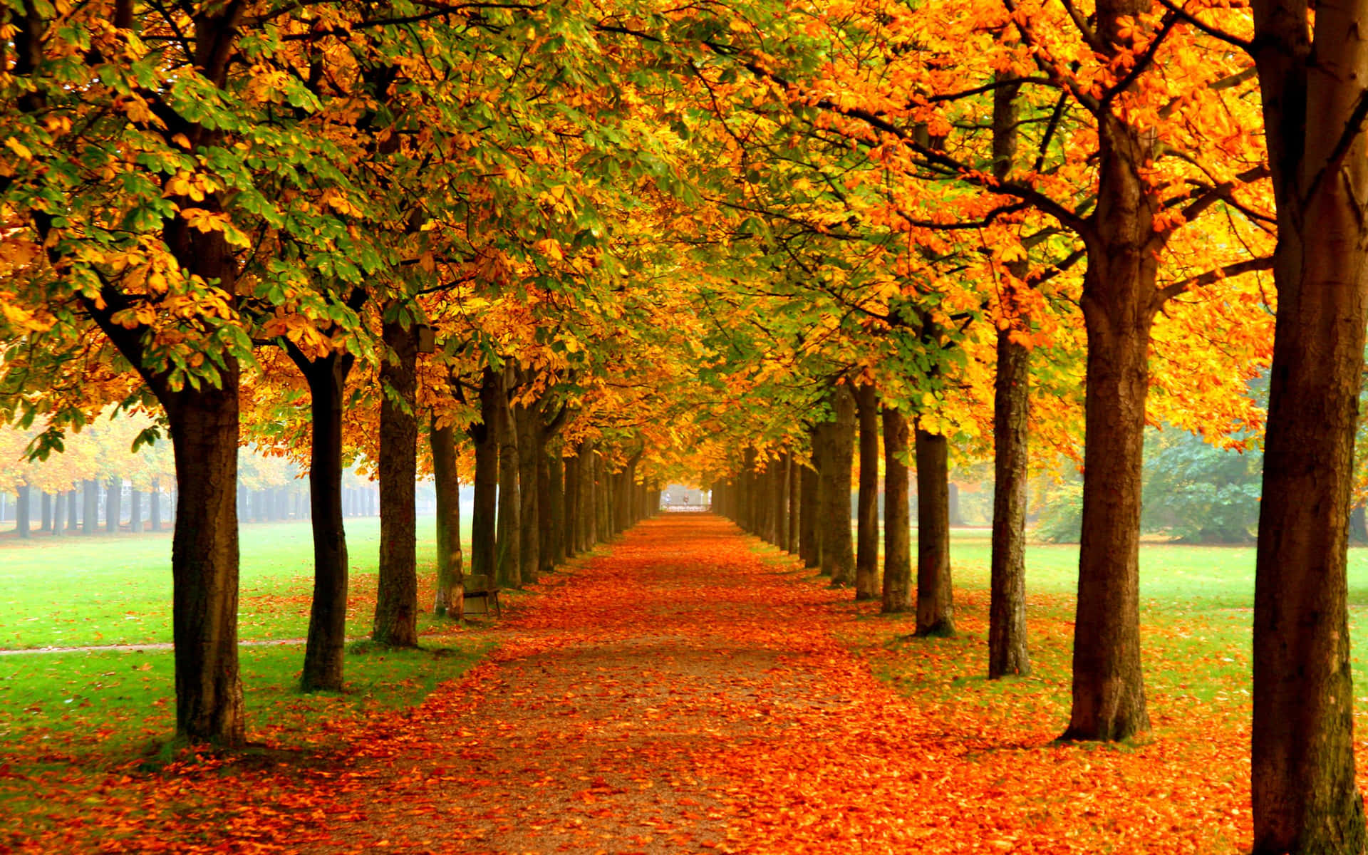 Calm And Beauty Of Fall Colors Background