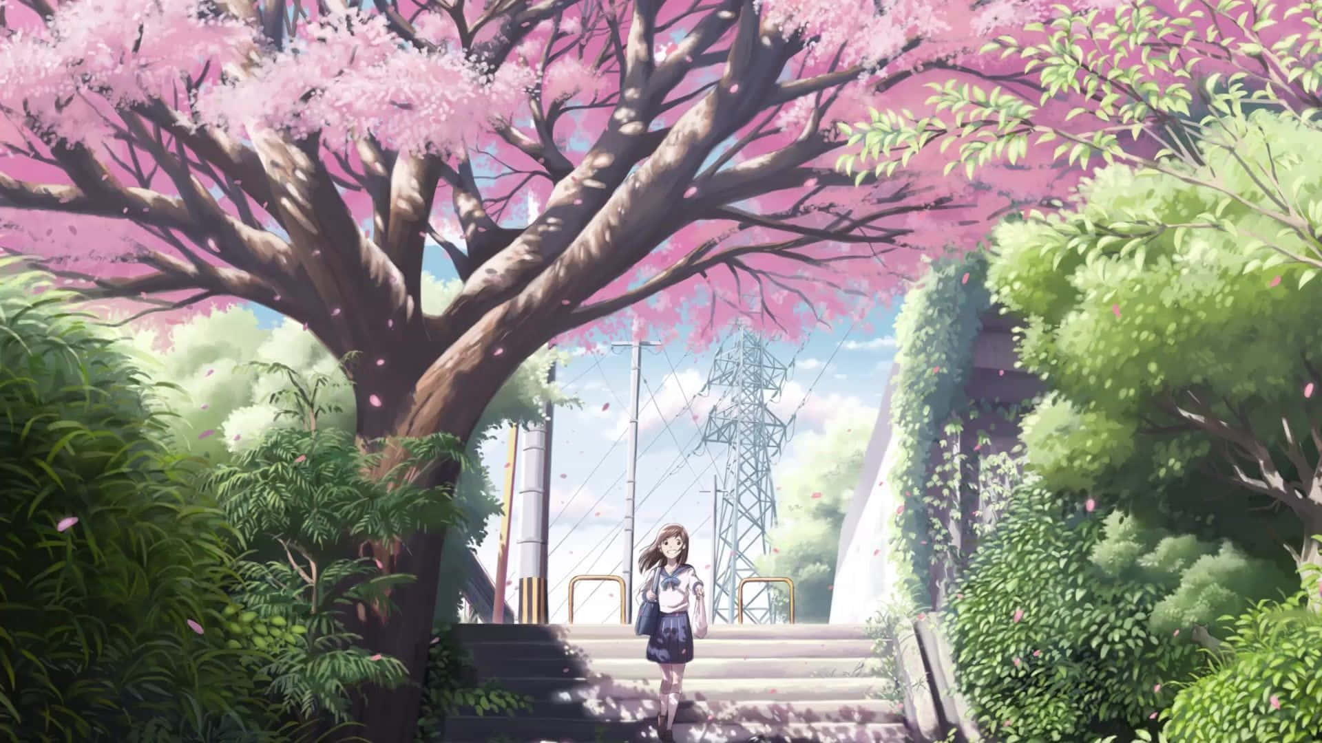 Calm Anime Cherry Blossom Tree Background