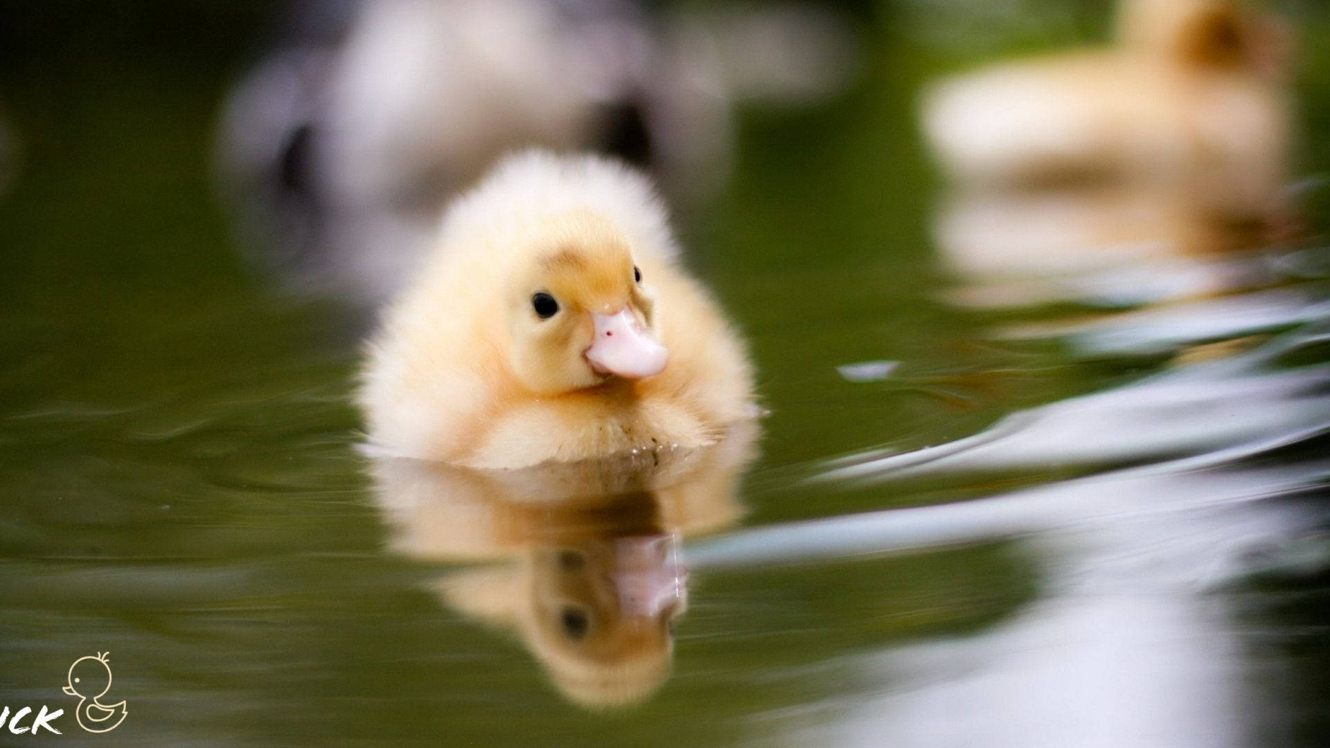 Calm Baby Duck Background
