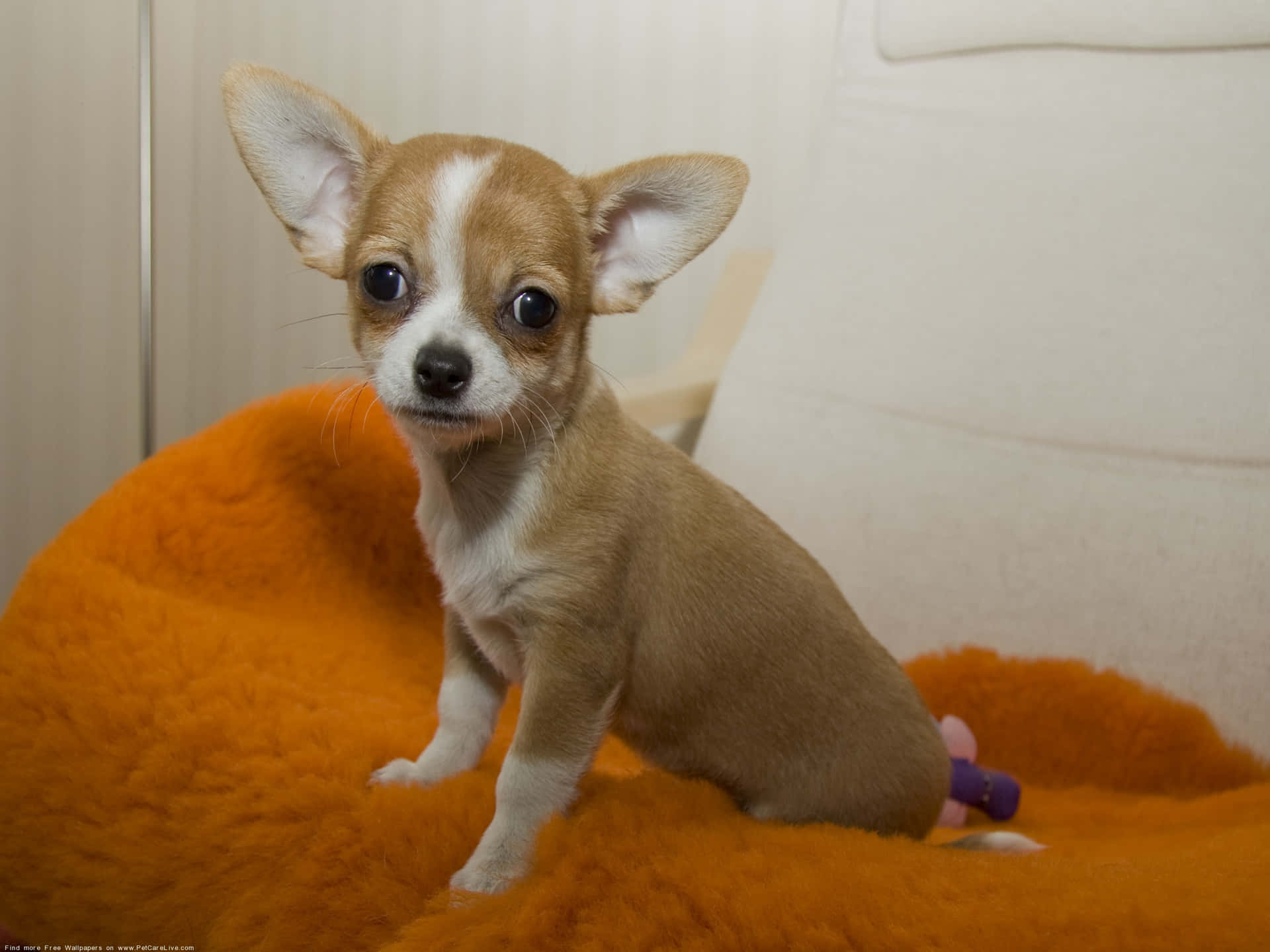 Calm & Cute Brown Chihuahua Dog Background