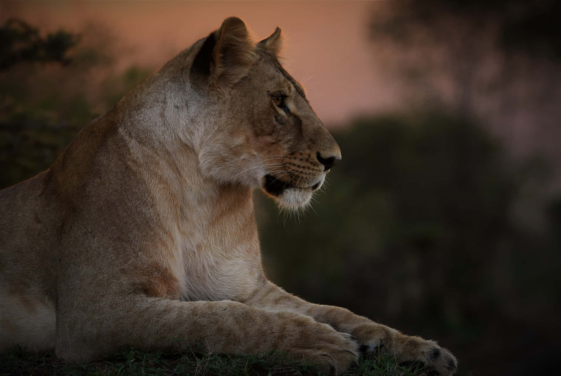 Calm Lioness During Sunset Background