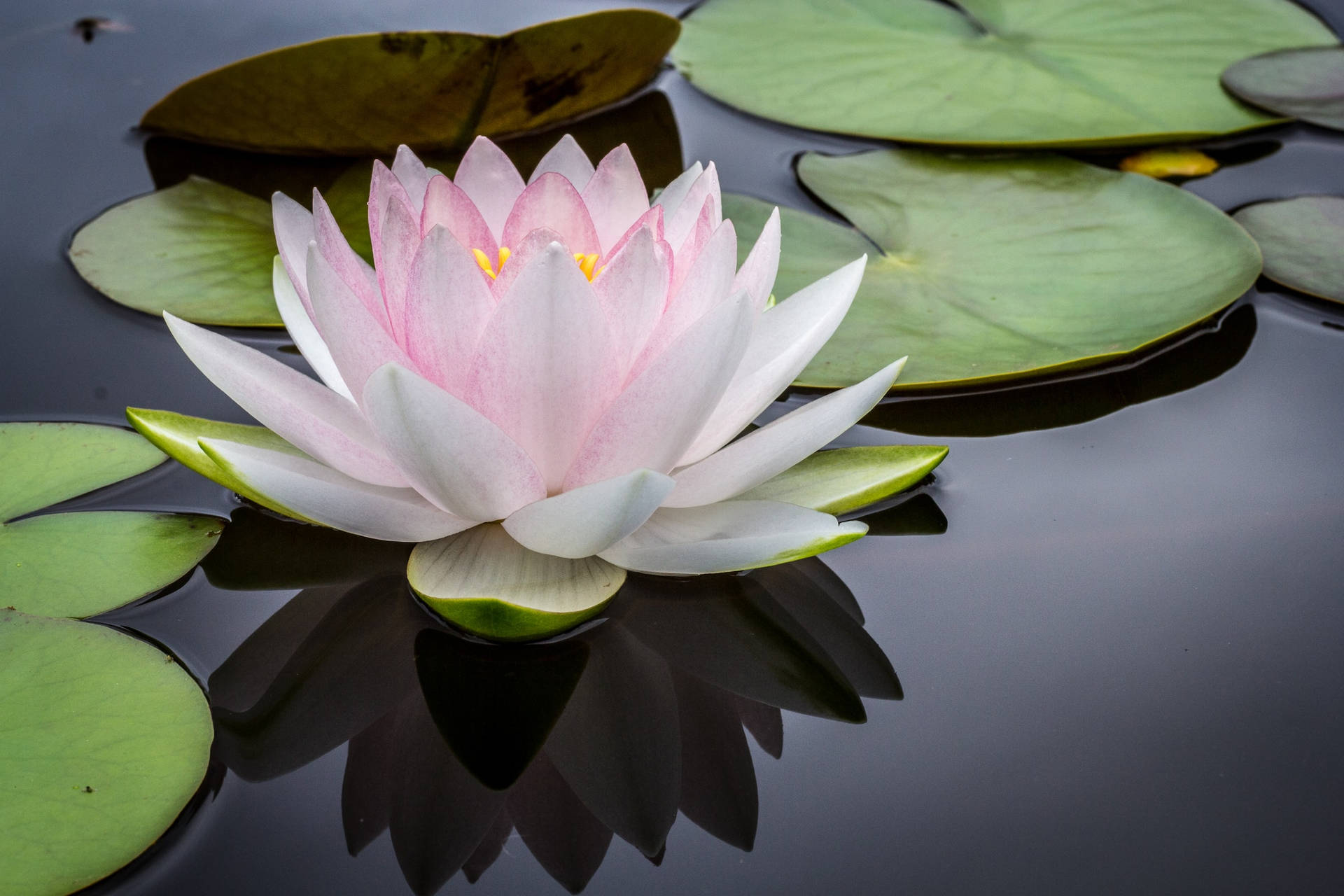 Calm Lotus Flower Background