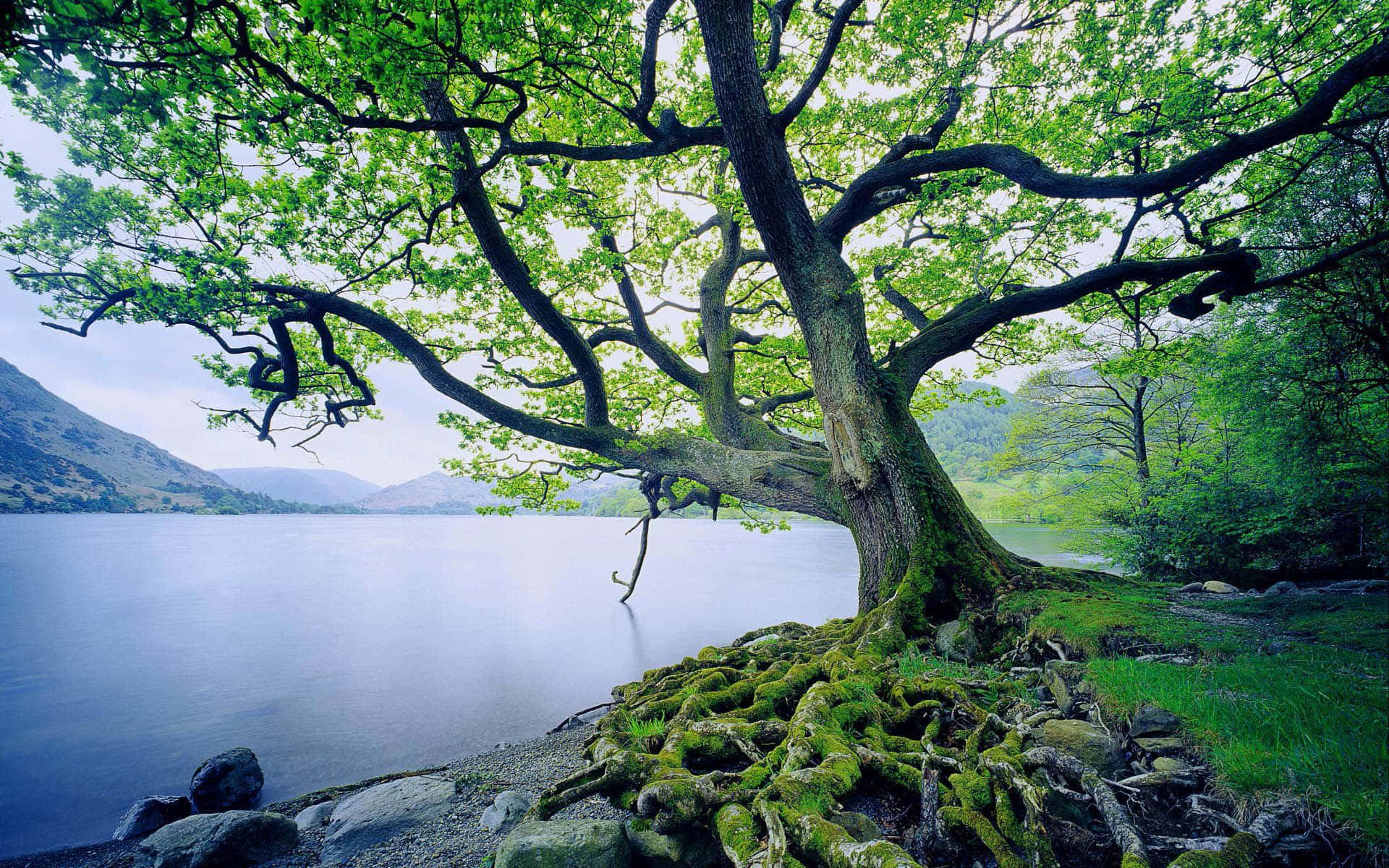 Calm Moss Lake With Slanted Tree