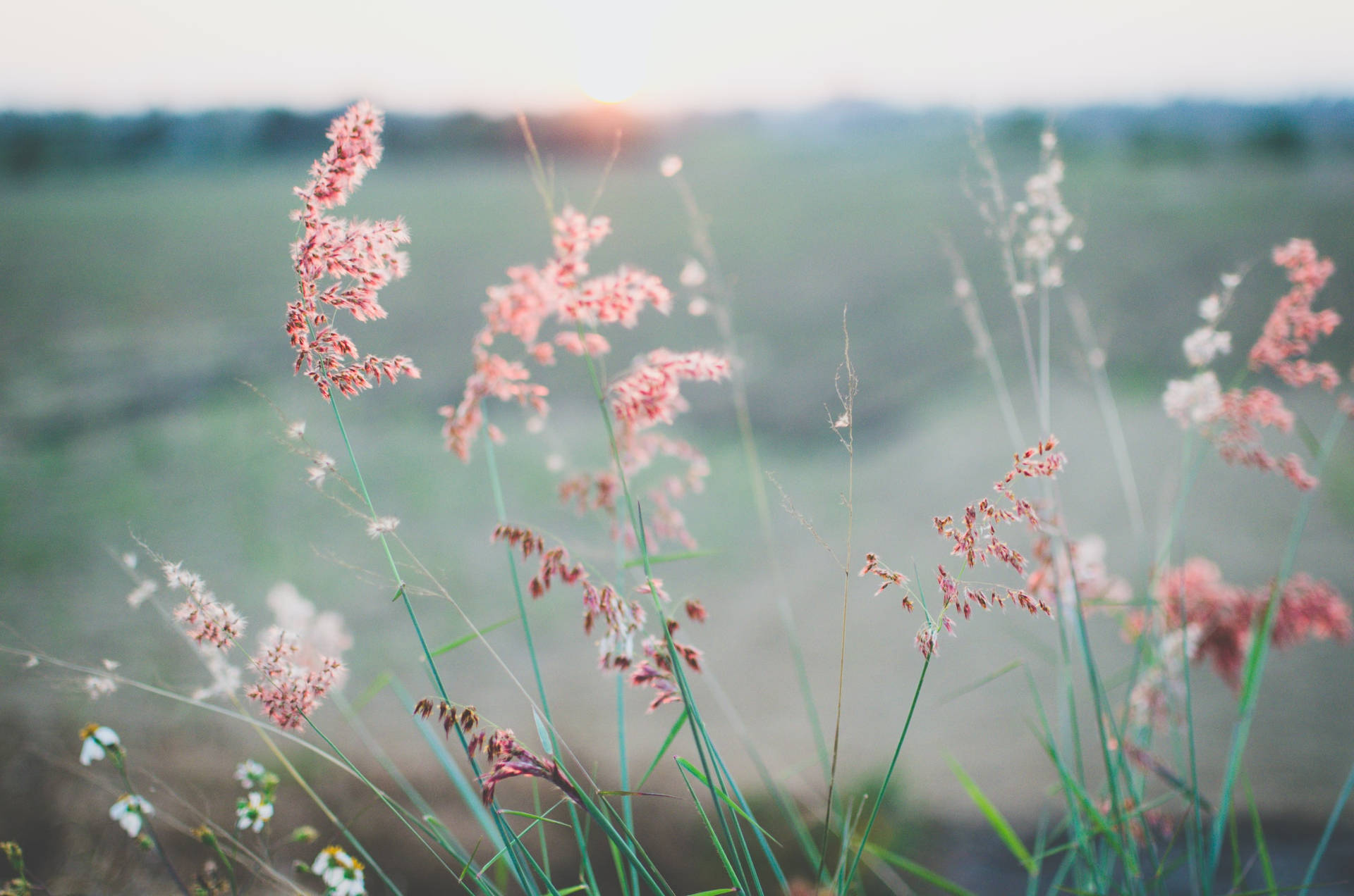 Calm Pink White Flowers Background