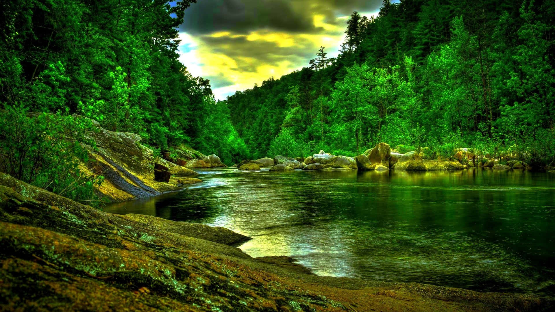 Calm River Of Jungle Desktop Background