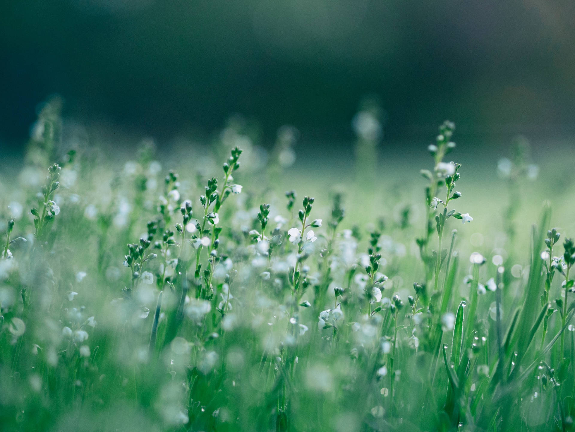 Calm White Green Grass