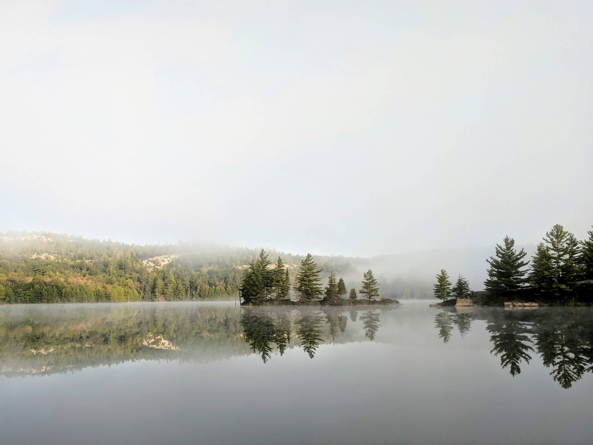 Calming Foggy Forest Landscape Background