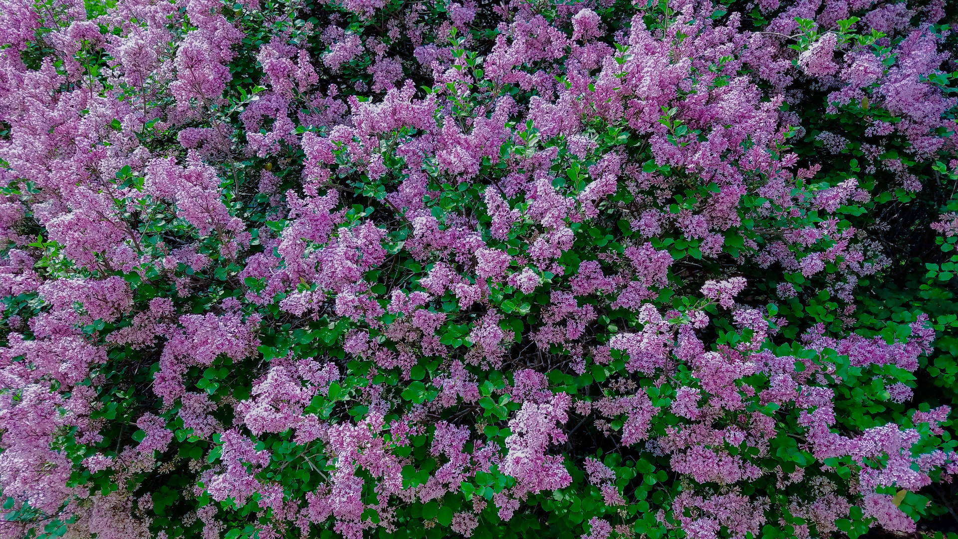 Calming Purple Flowers Background