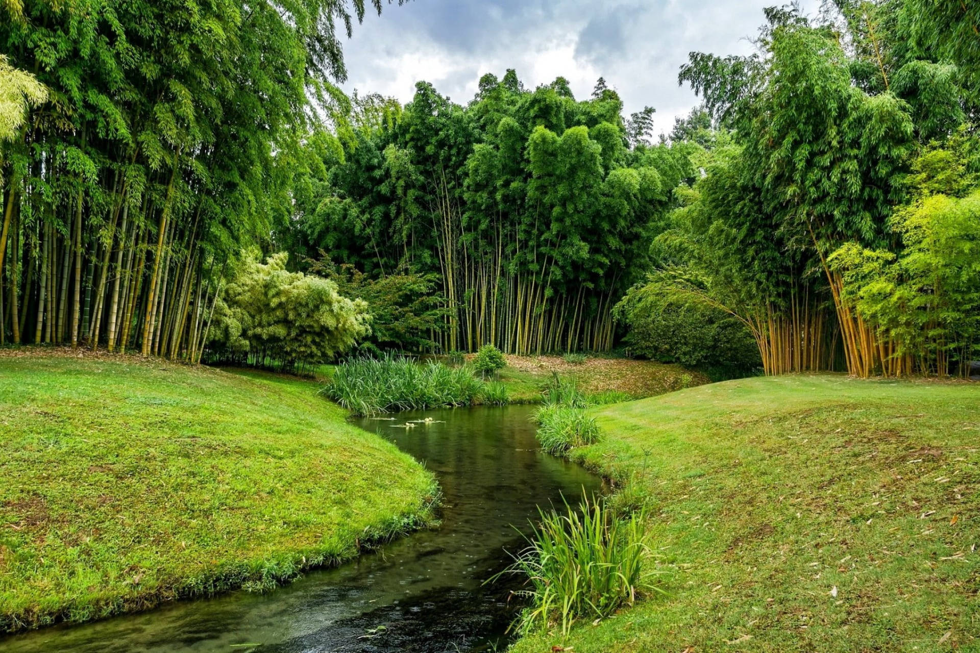 Calming Retreat: Bamboo Forest Iphone Wallpaper