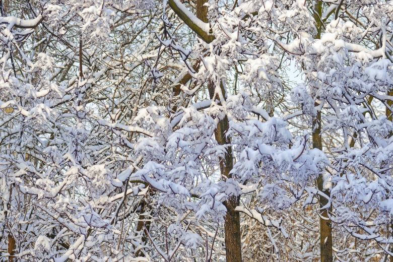 Calming Snow-covered Branches Background