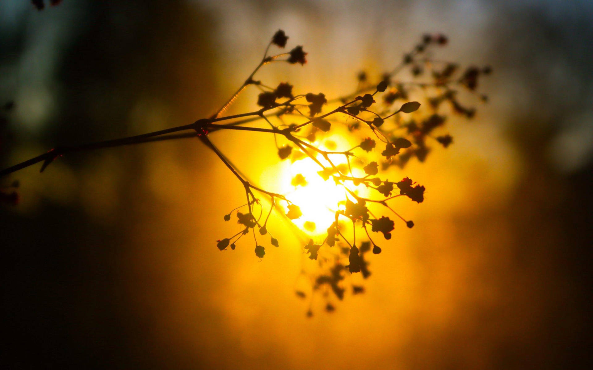 Calming Sunset Nature Blur Background Background