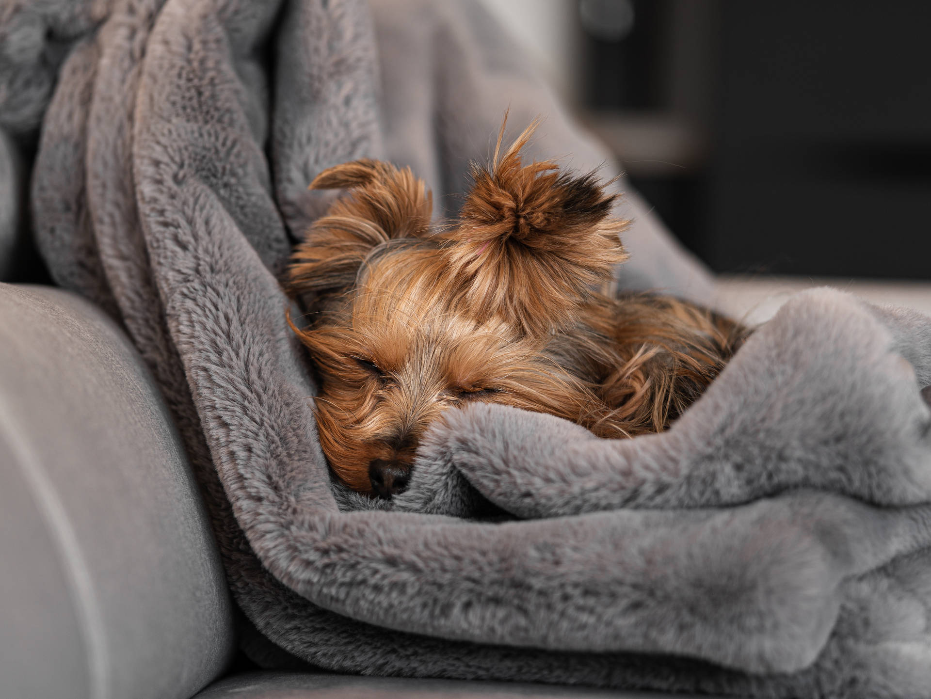 Calming Yorkshire Terrier Sleeping Background