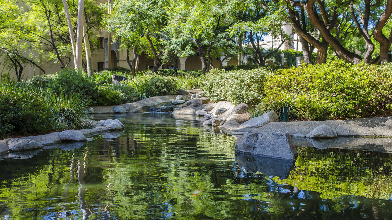 Caltech Pond