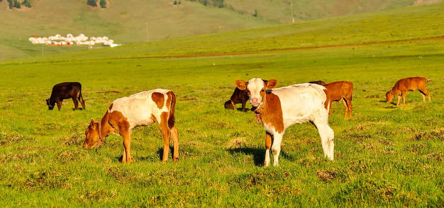 Calves In The Grassland Of Mongolias