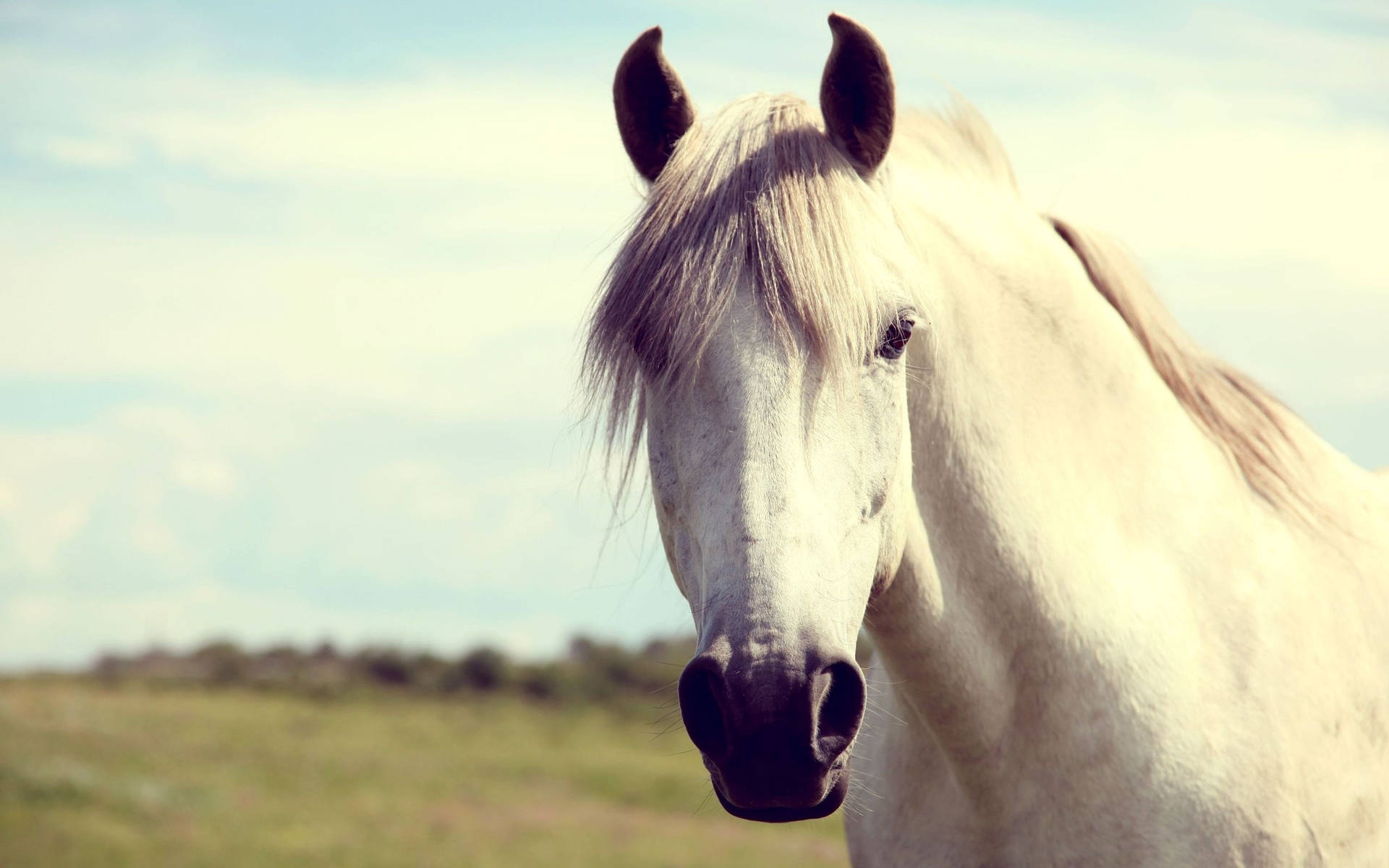 Camargue Horse Face Background
