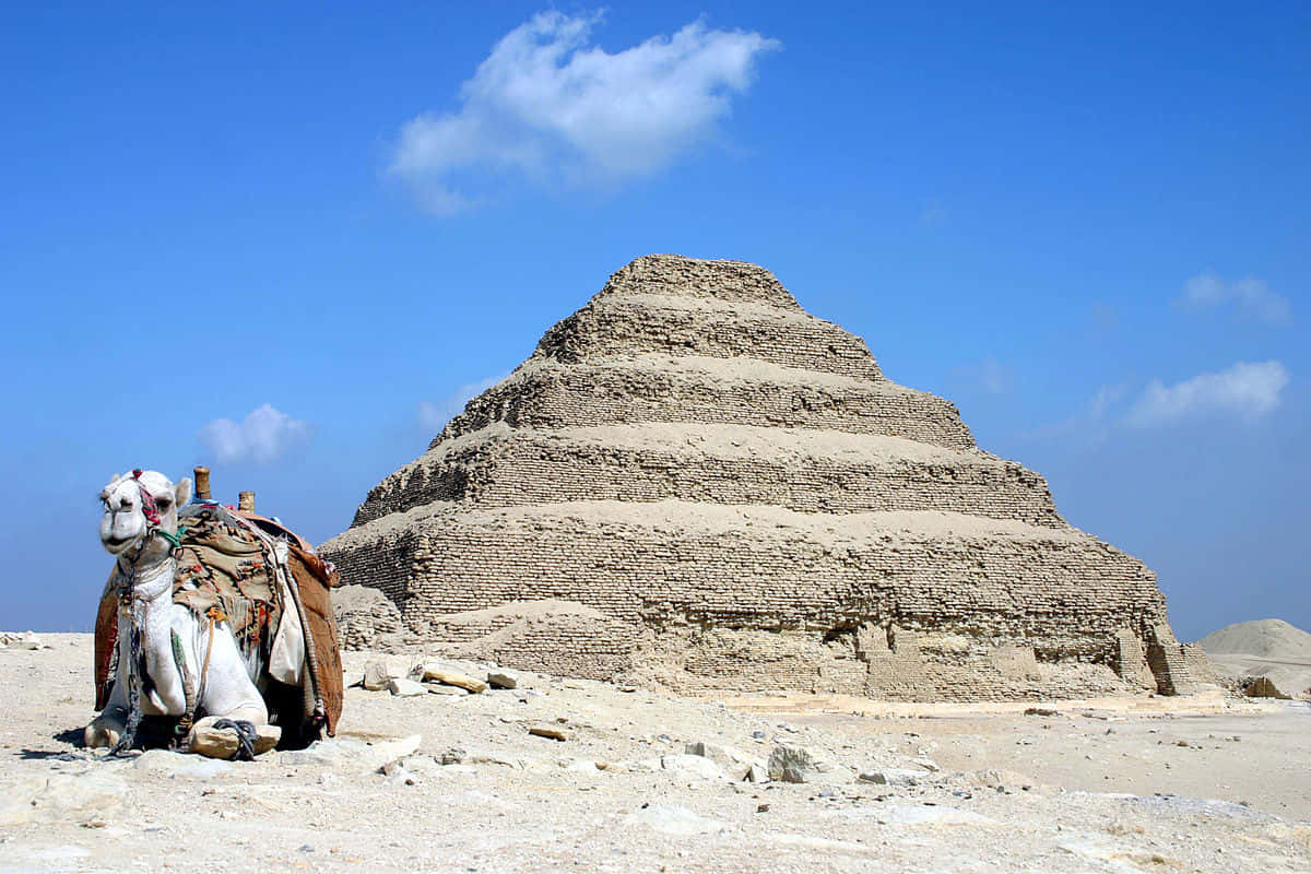 Camel At Saqqara Pyramid Background