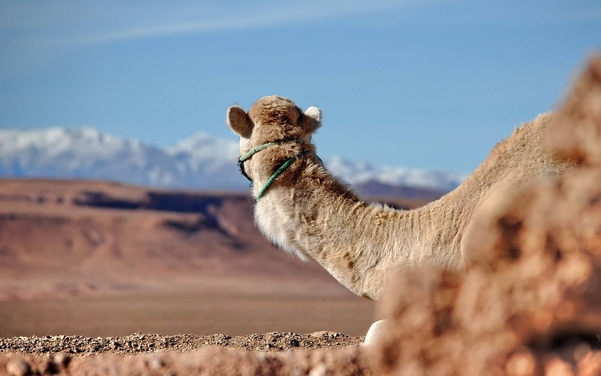 Camel Candid Shot Background
