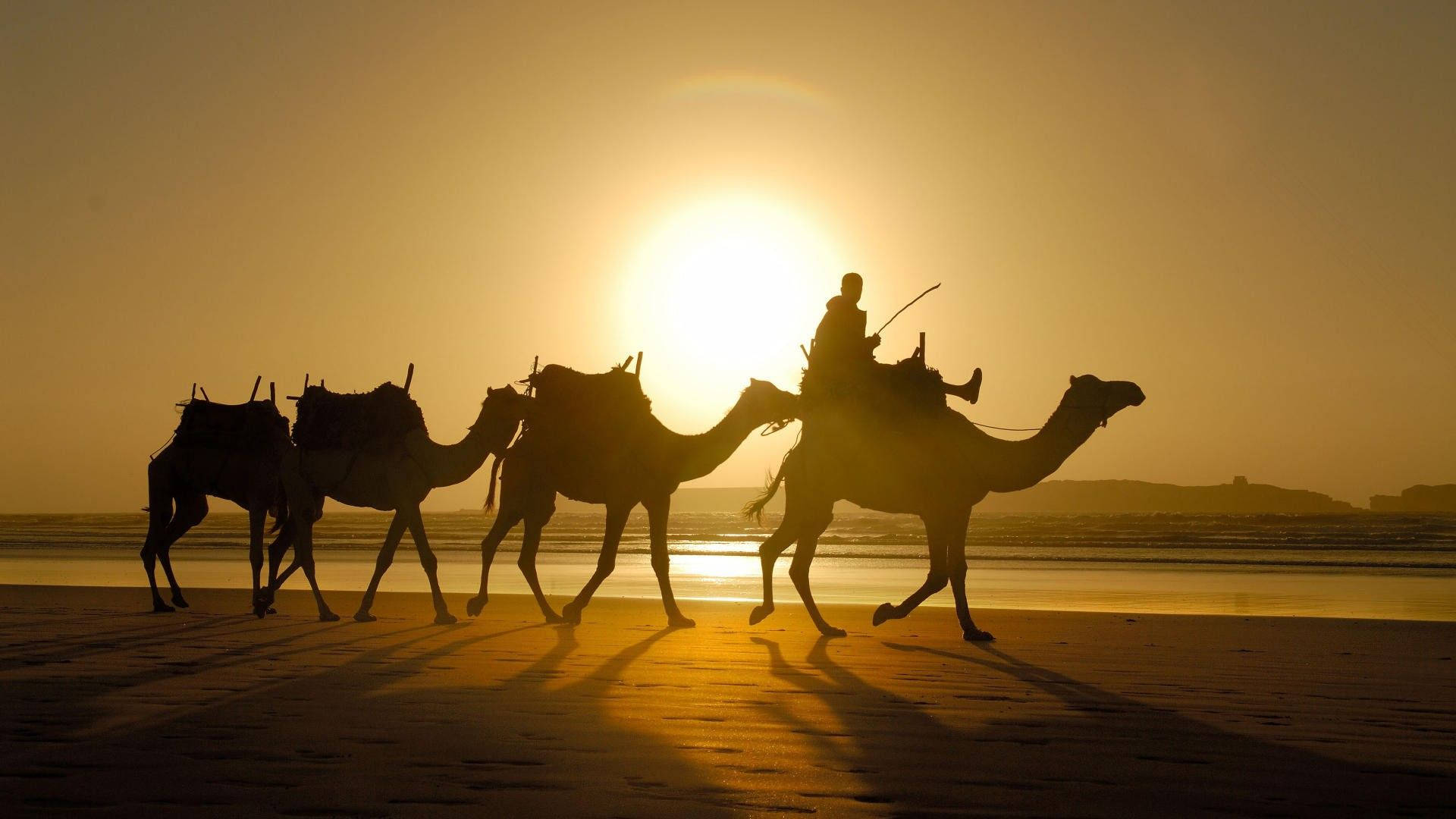 Camel Caravan At Dawn Background