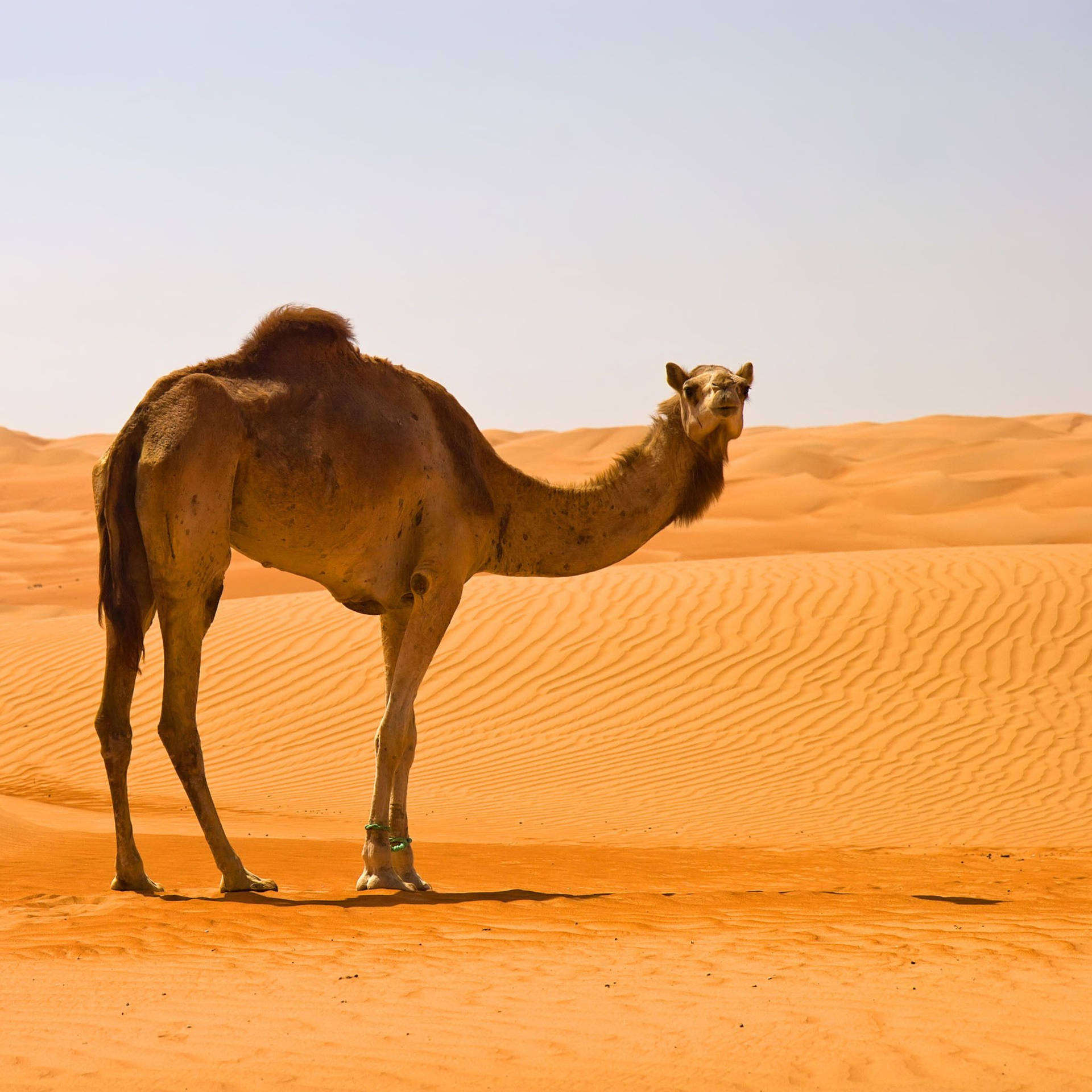 Camel In Desert Background