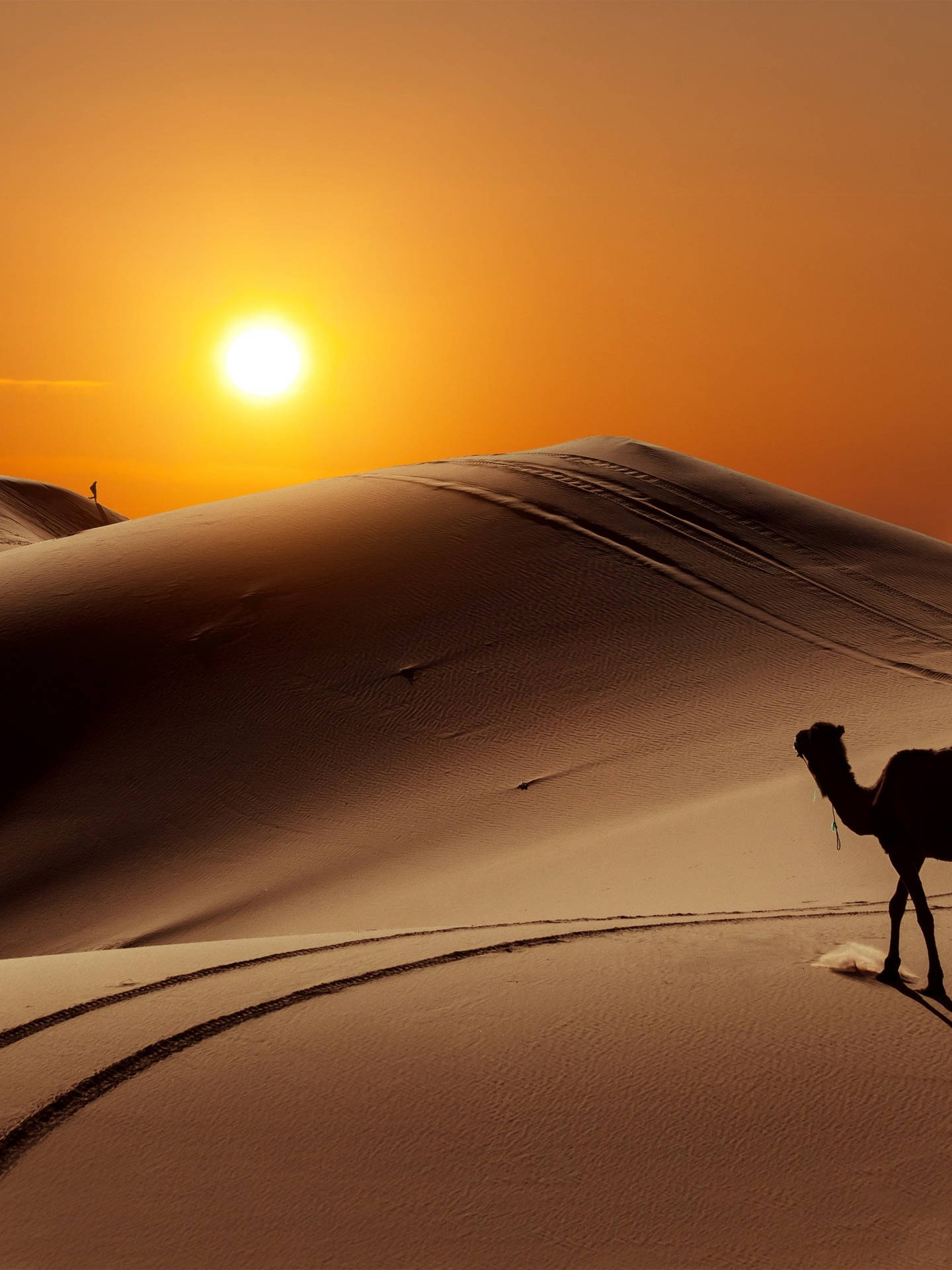 Camel In Desert With Sunset Background