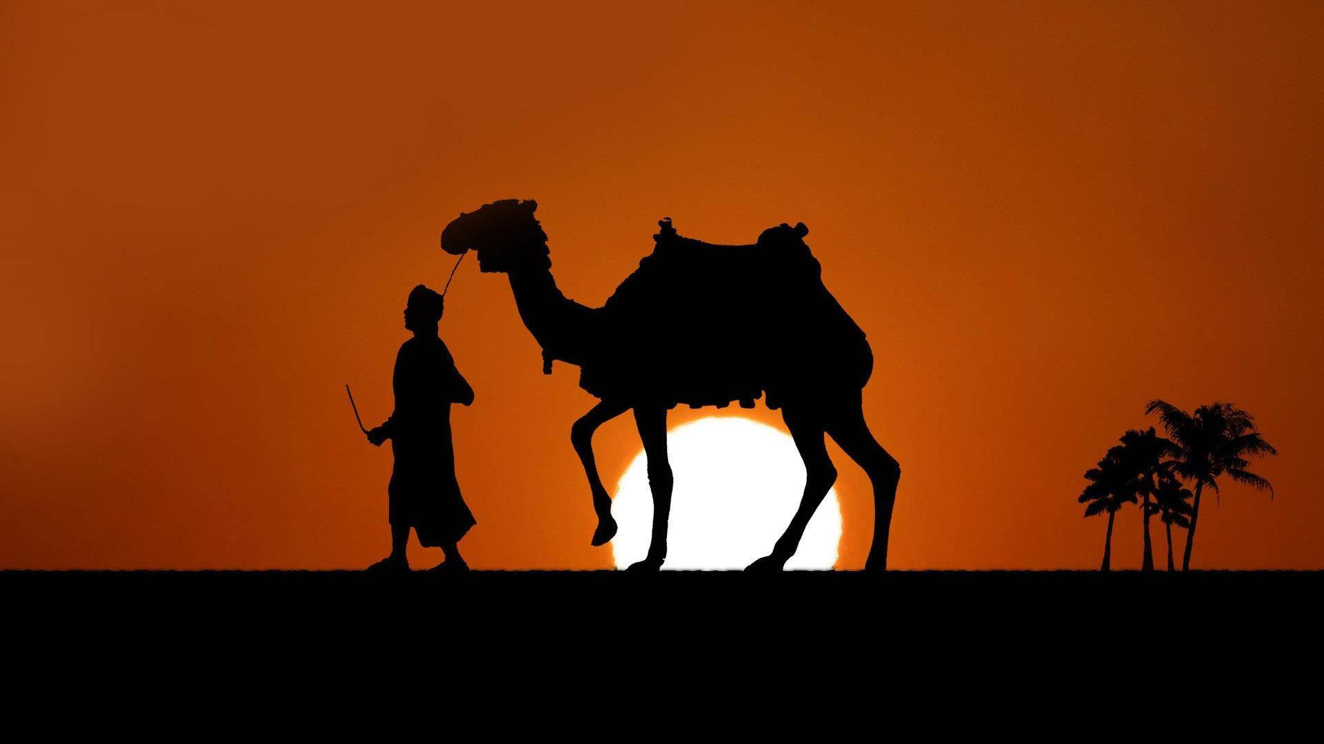 Camel In Dusk Background