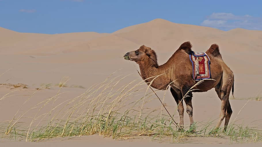 Camel In Mongolias Desert Background