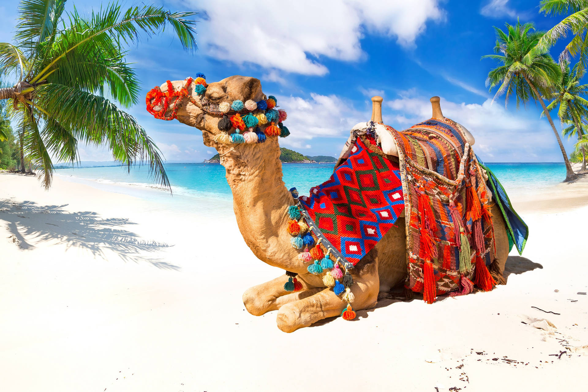 Camel In The Beach Background
