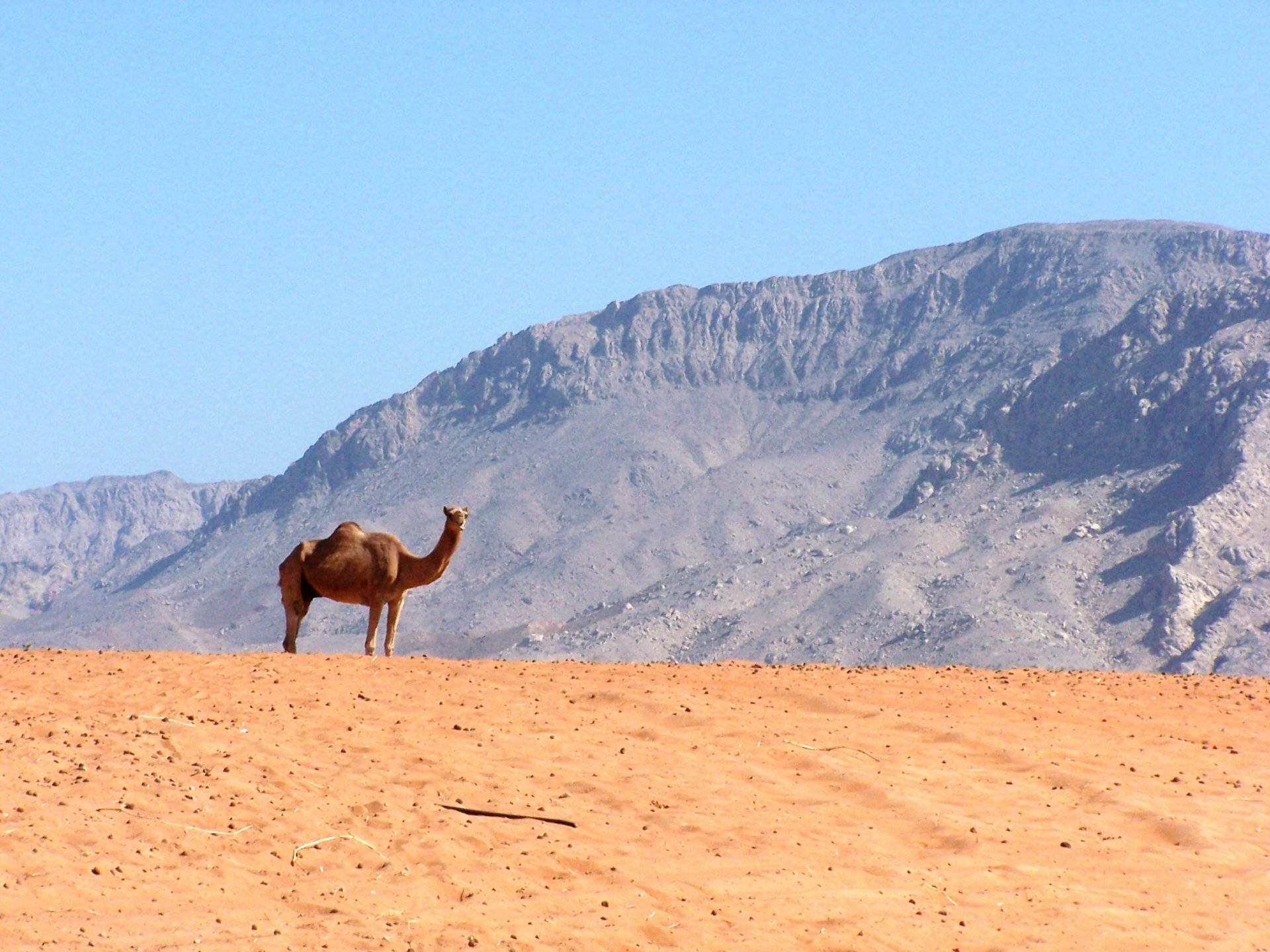 Camel In The Mountains Background