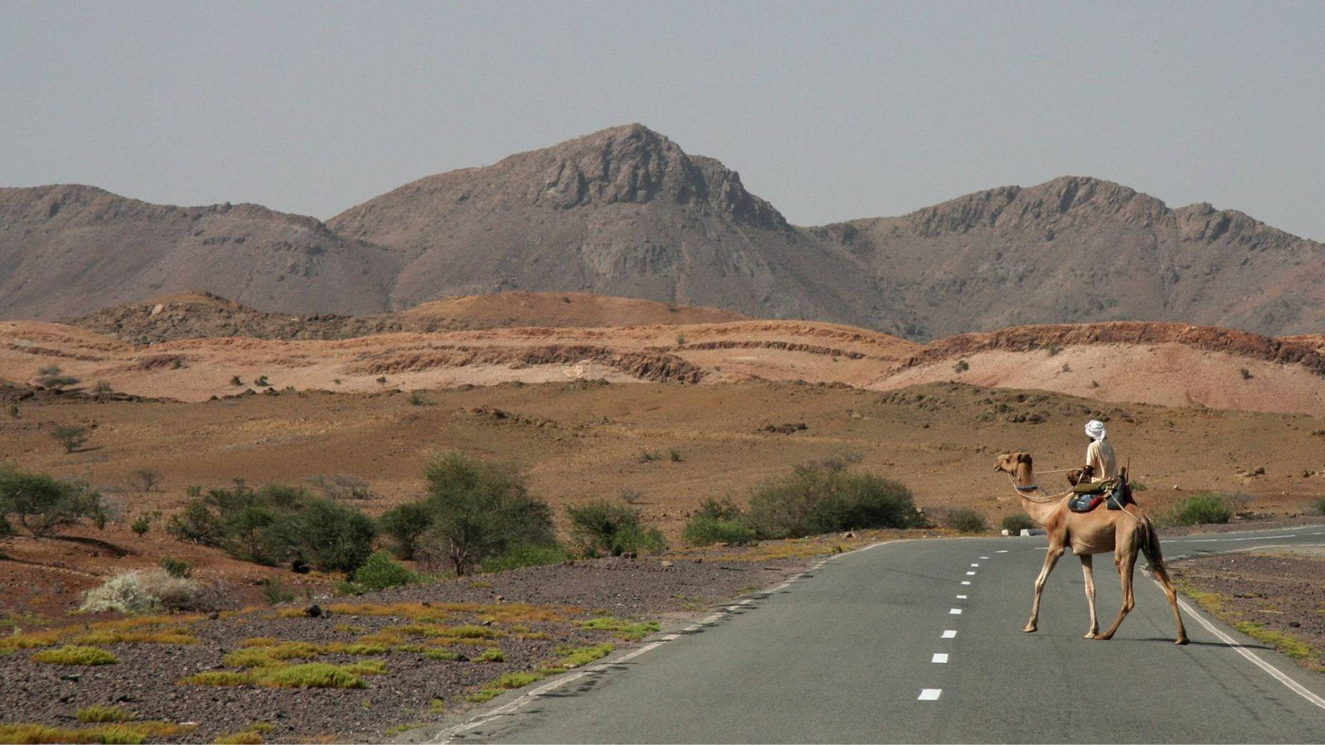 Camel On Eritrea Road Background